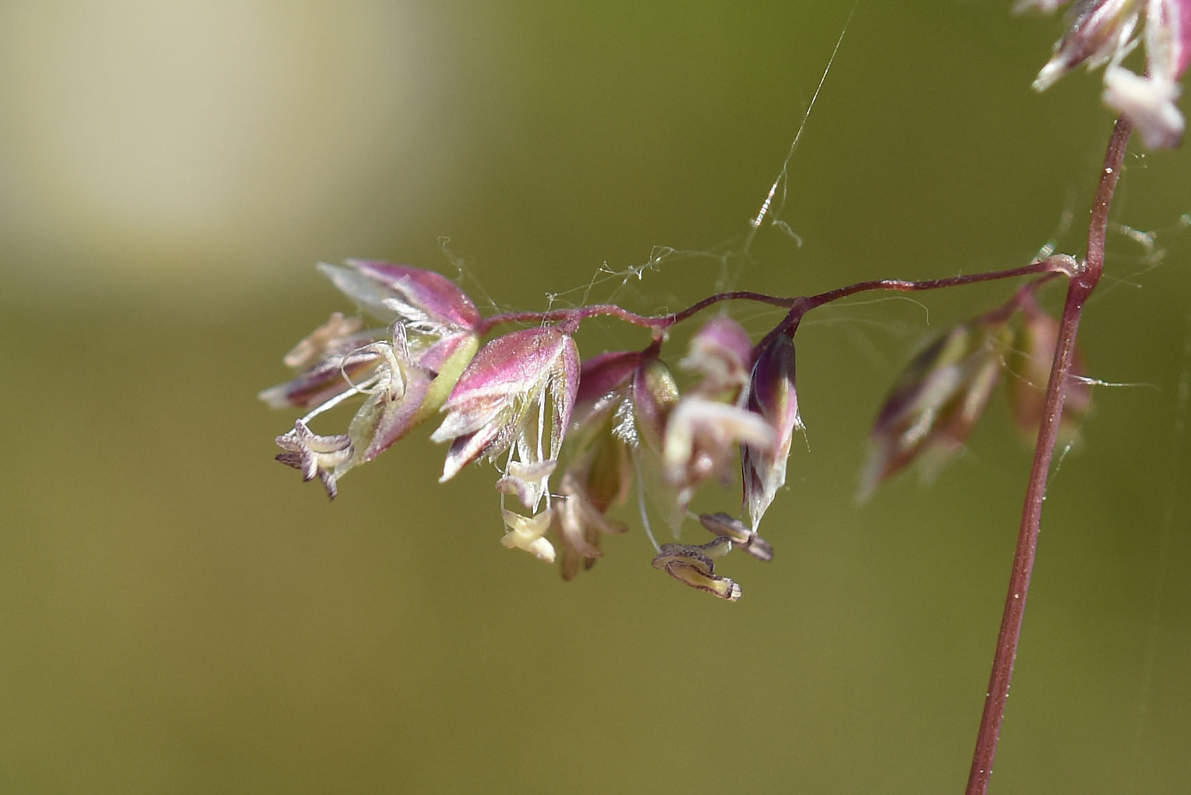 Poa bulbosa