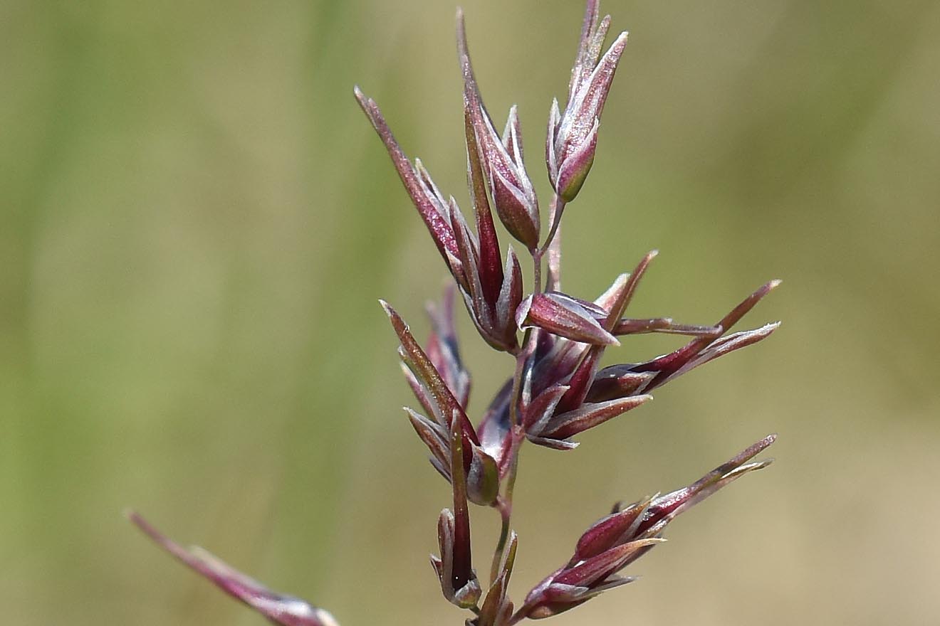 Poa bulbosa