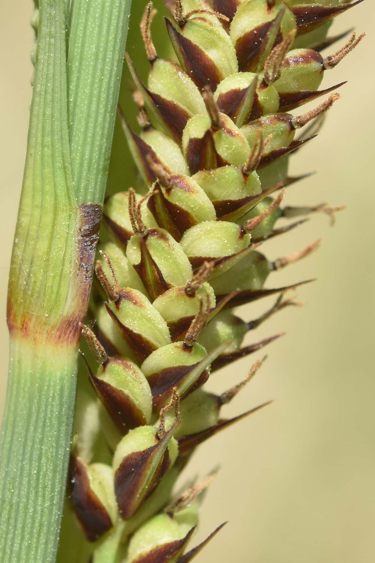 ancora Carex