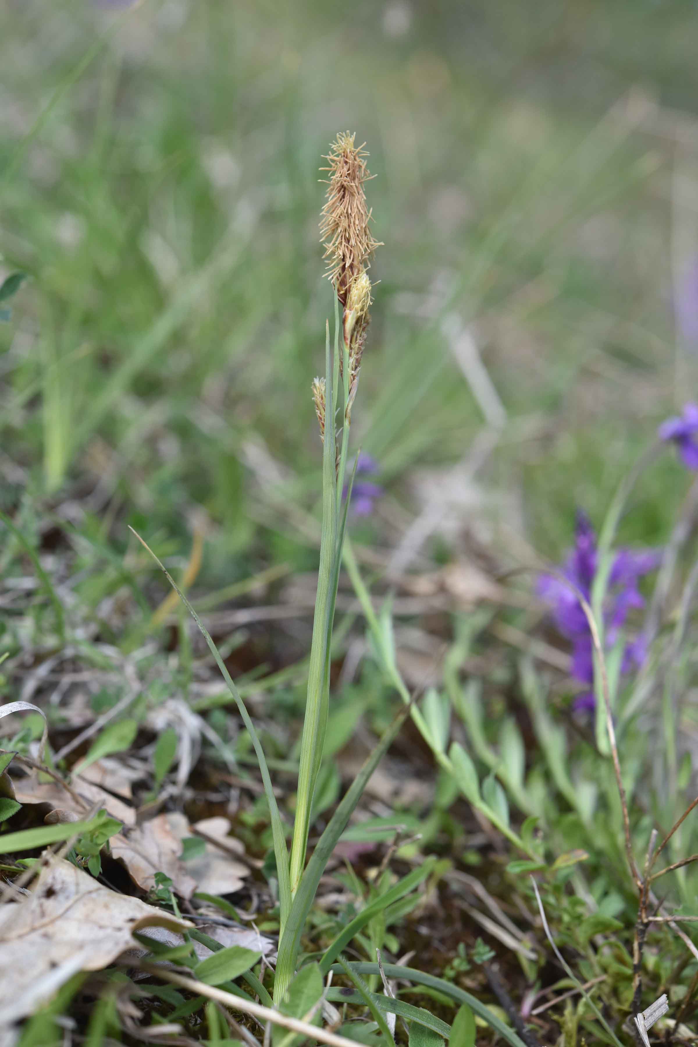 ancora Carex
