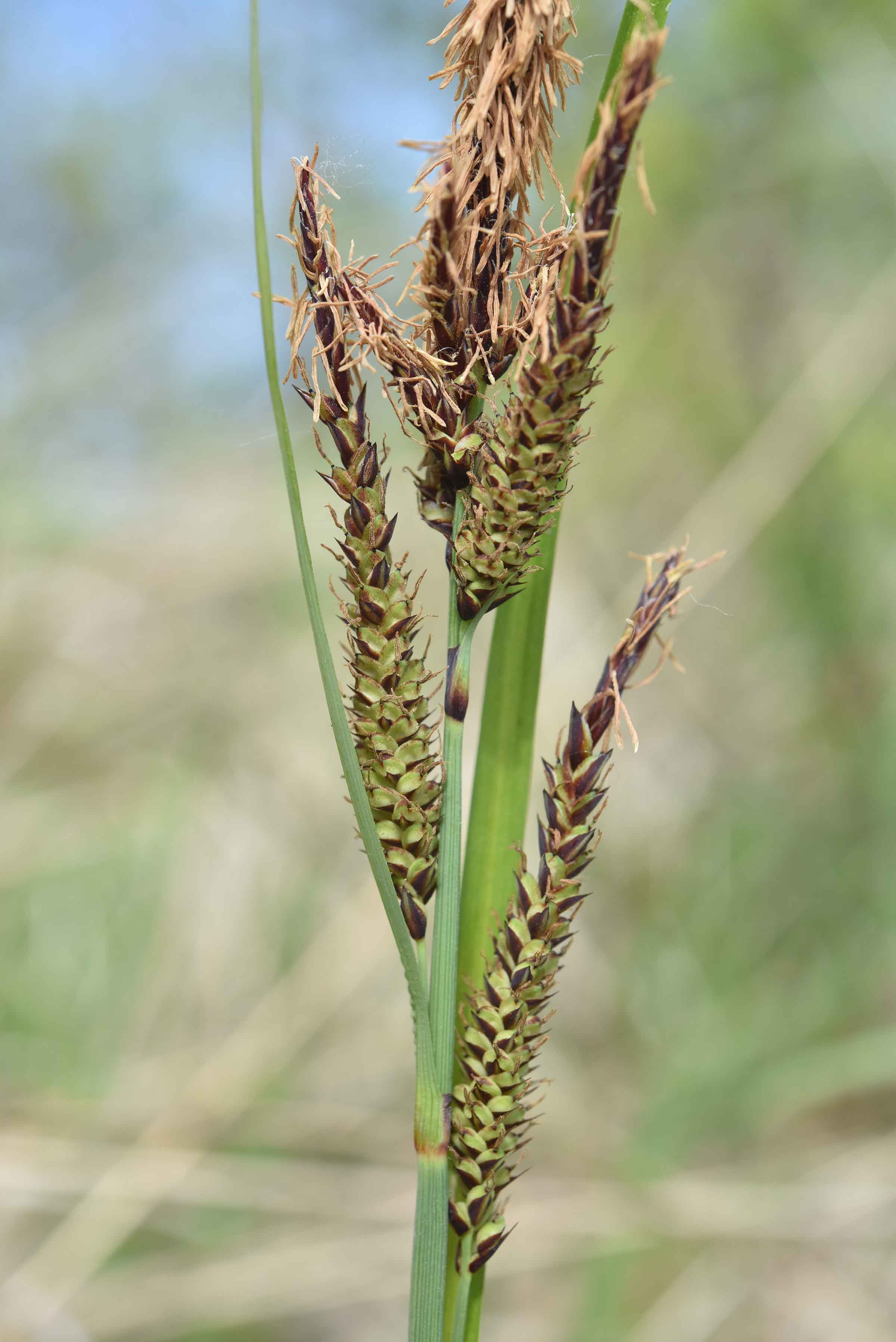 ancora Carex