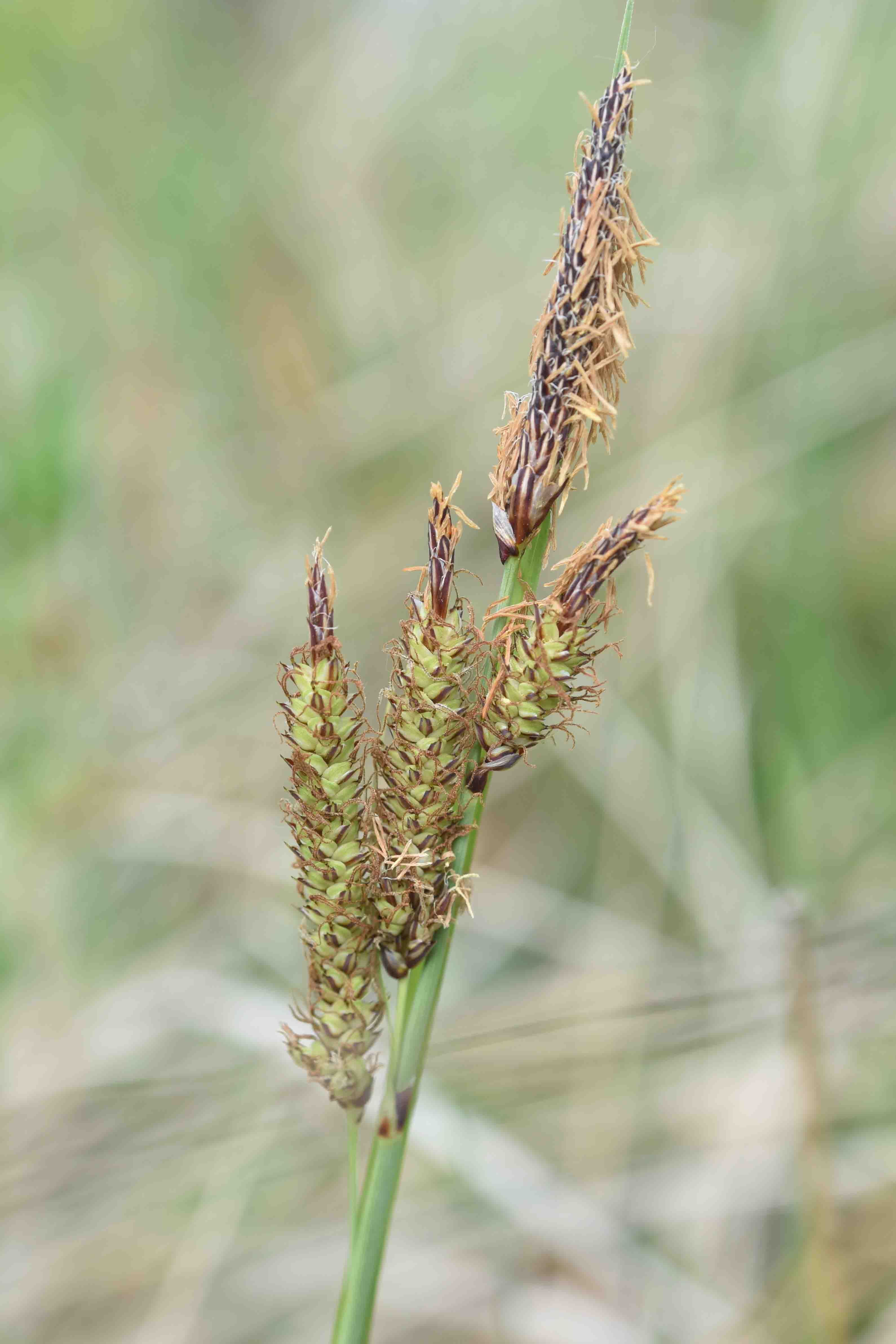 ancora Carex