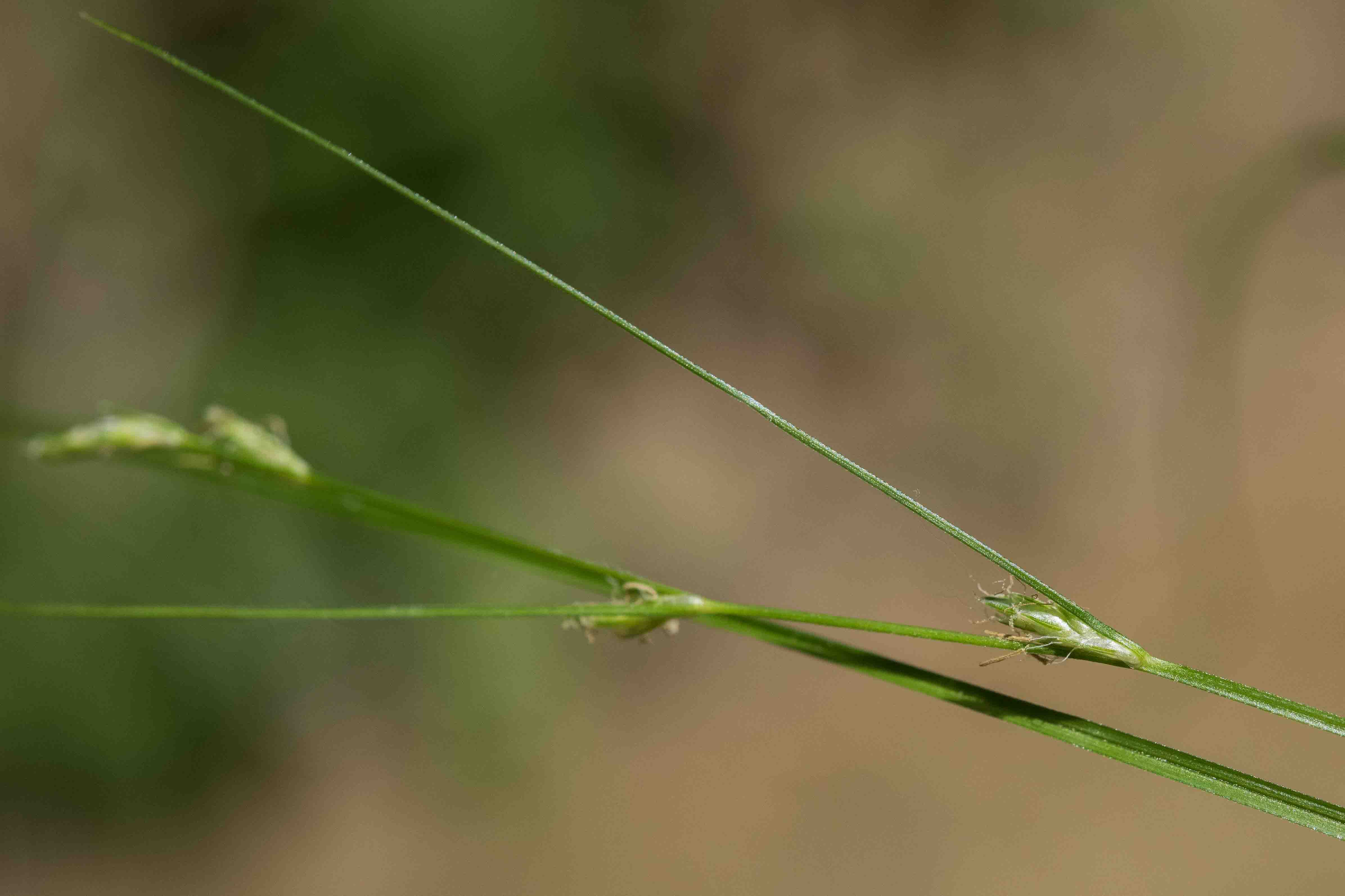 da det - Carex cfr. remota
