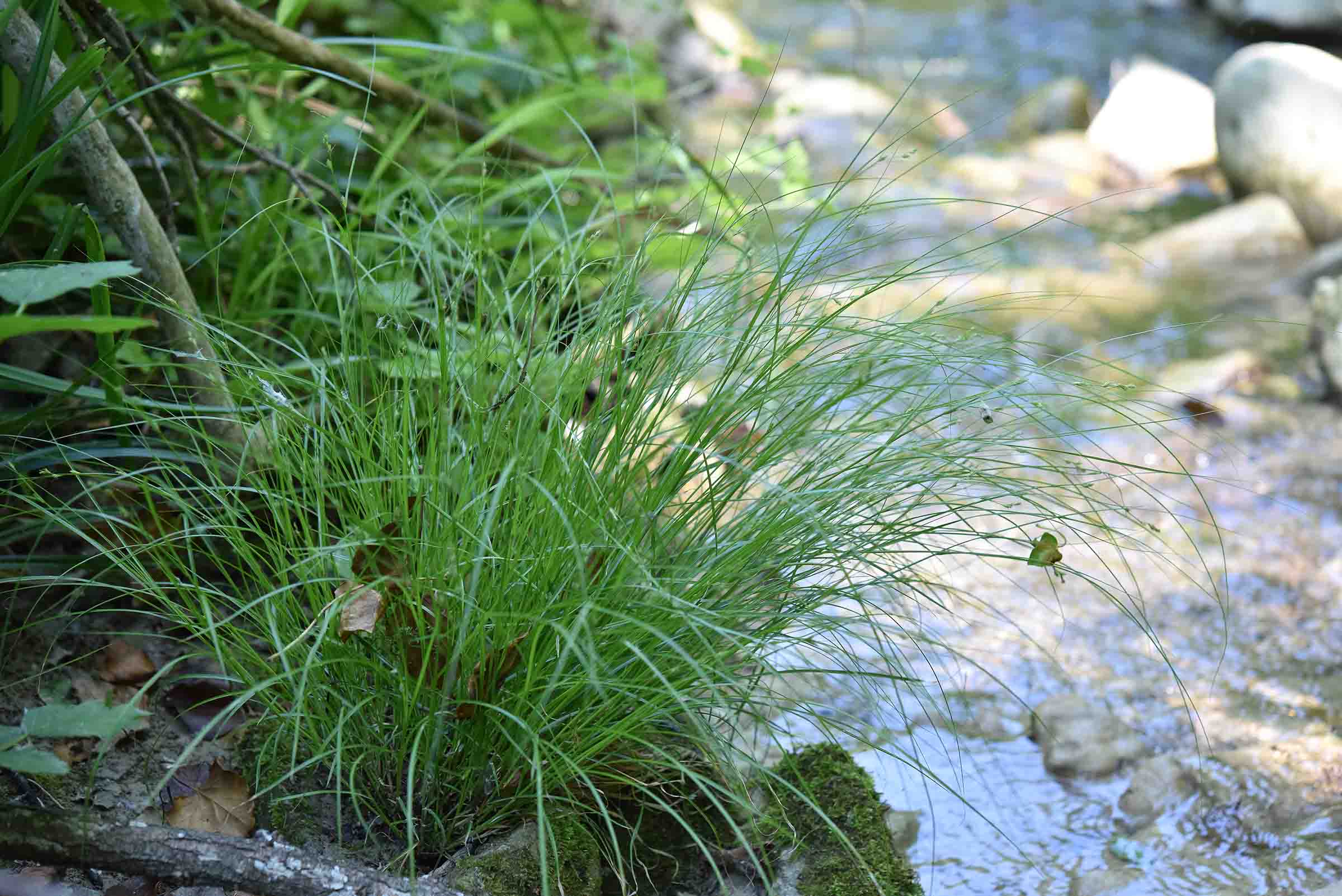 da det - Carex cfr. remota