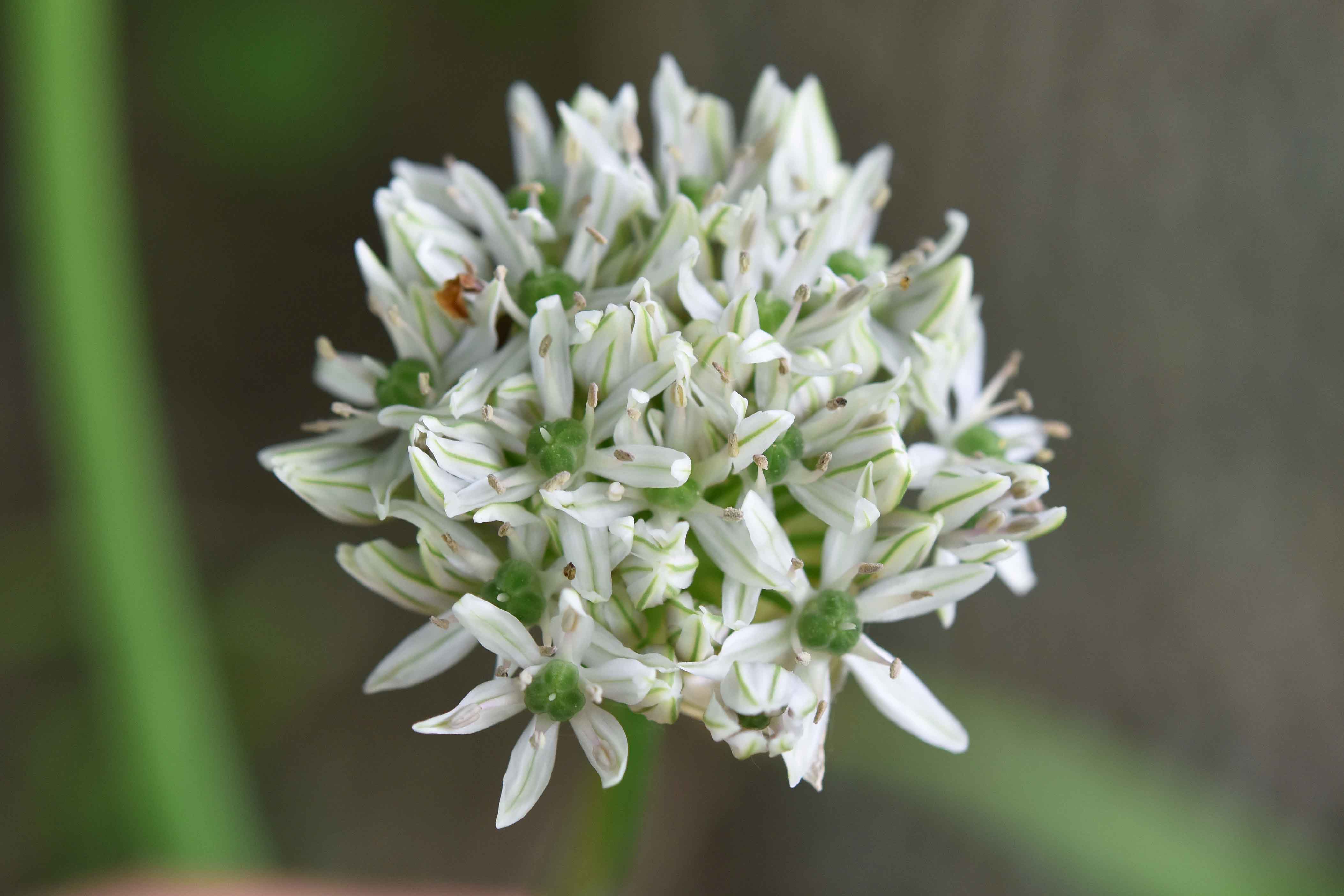 Allium nigrum