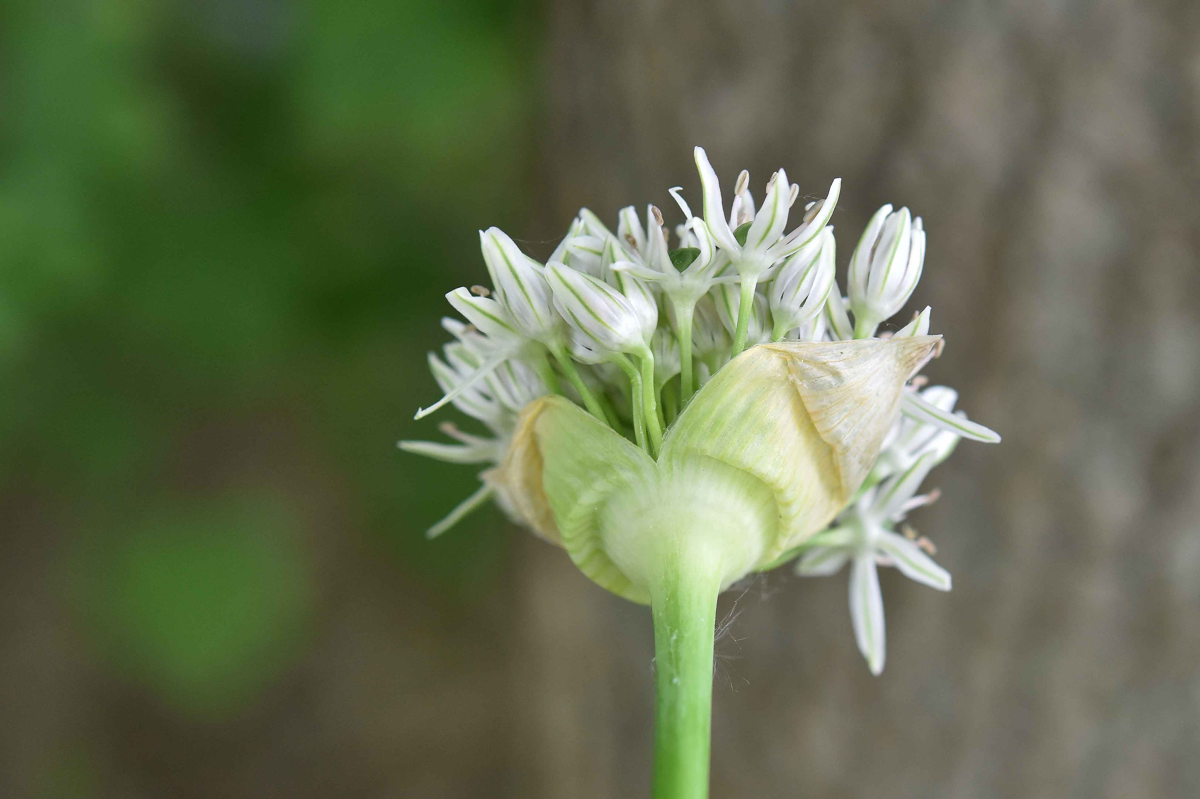 Allium nigrum