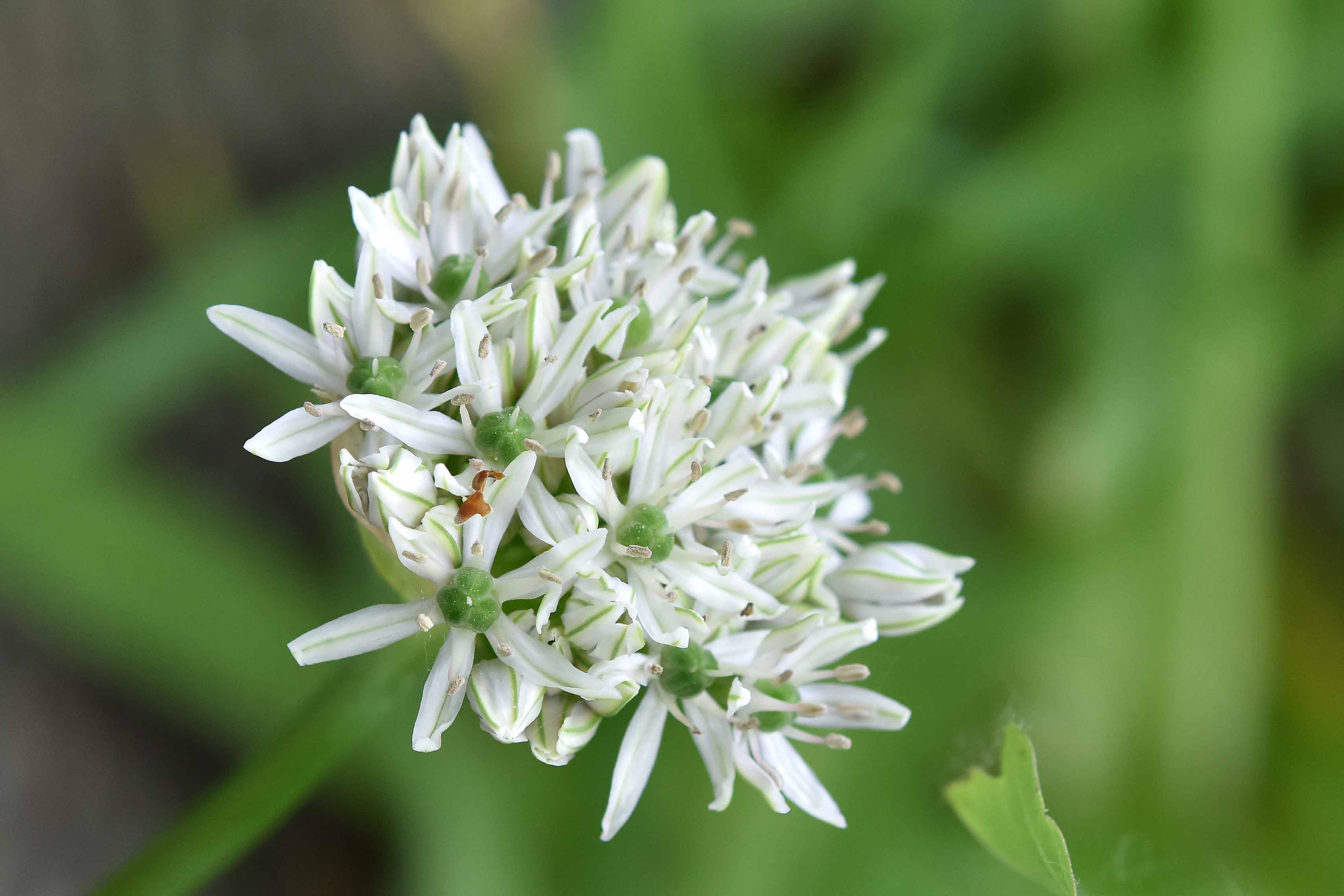 Allium nigrum