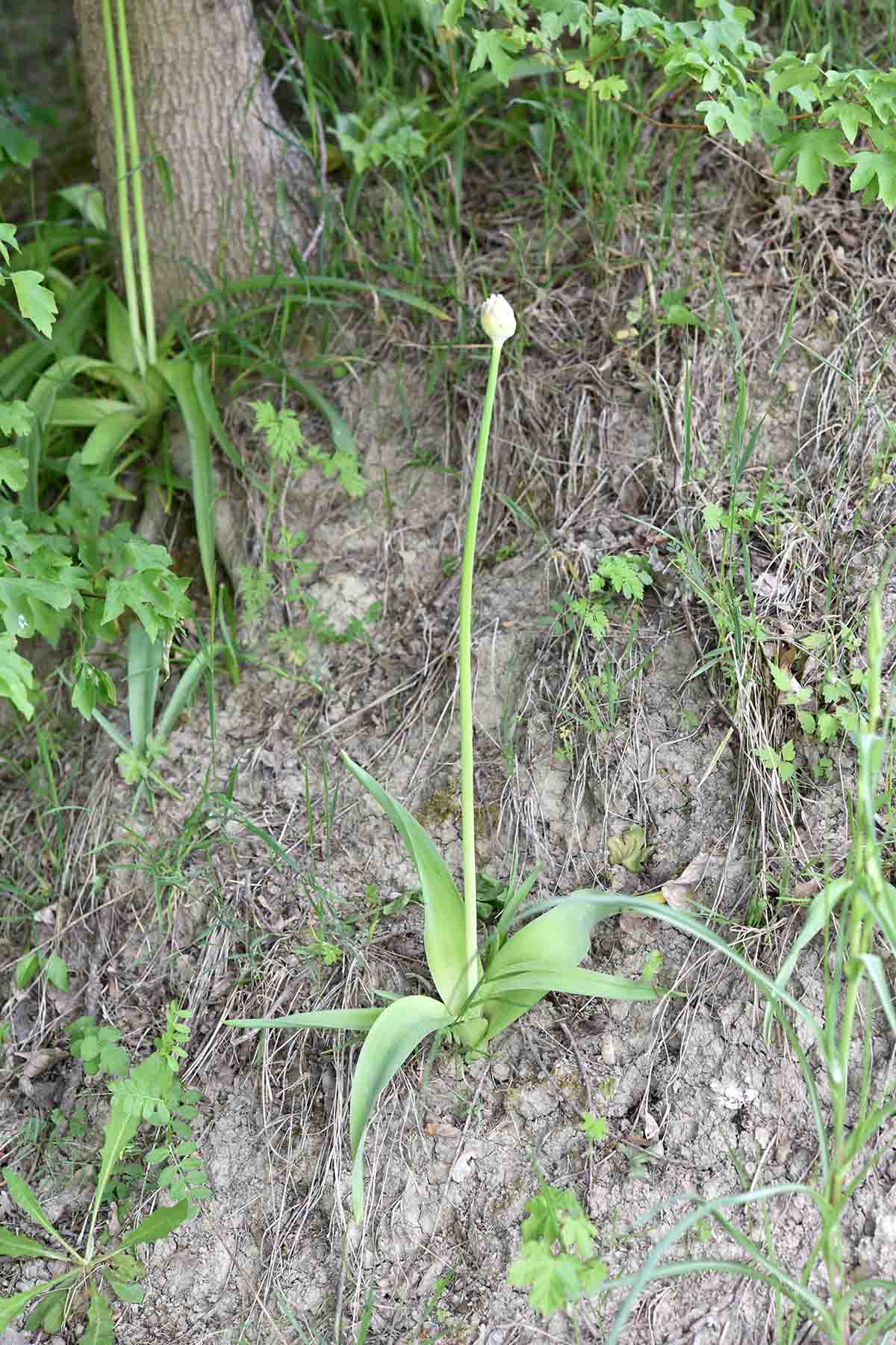 Allium nigrum