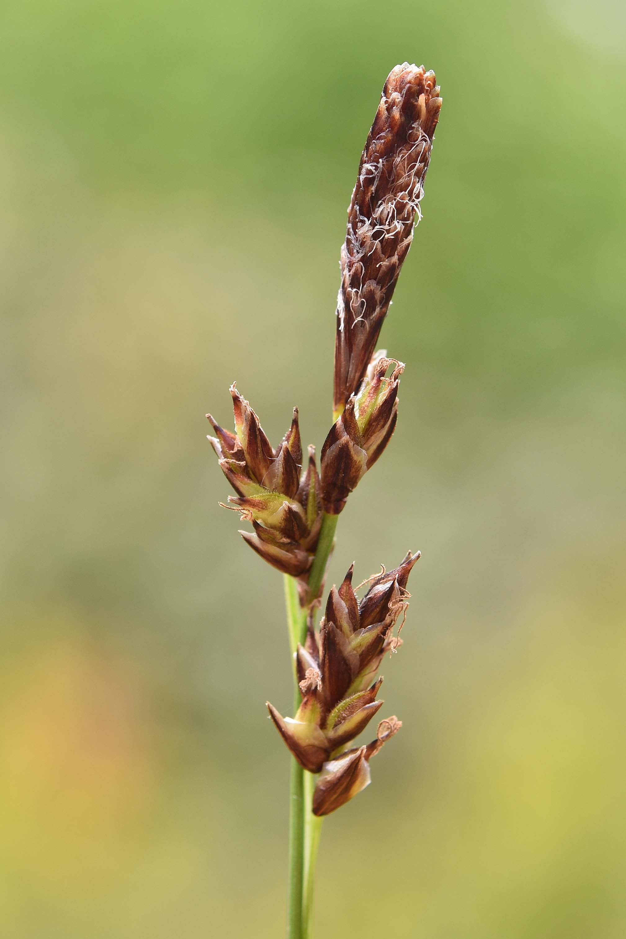 altra Carex