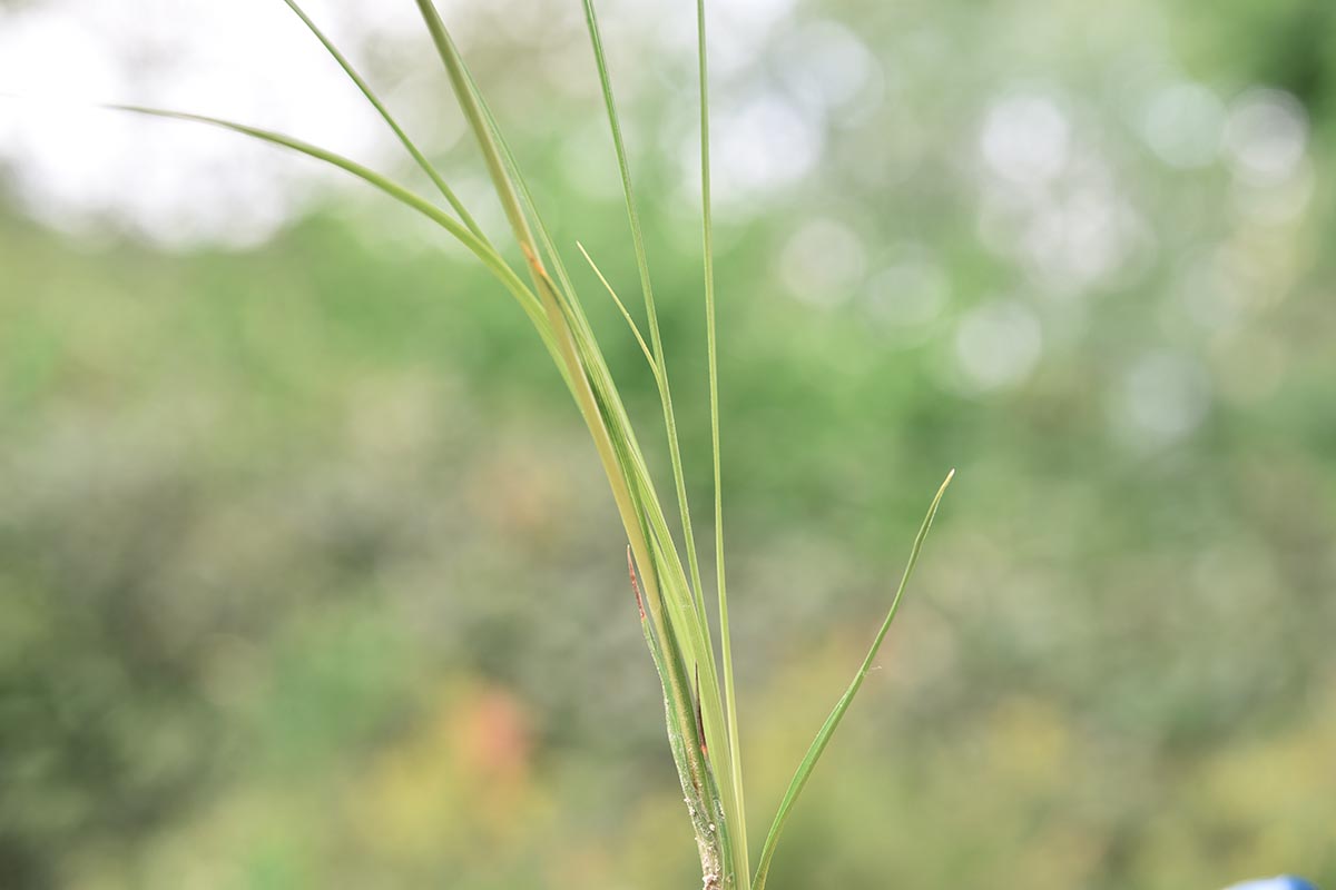 altra Carex