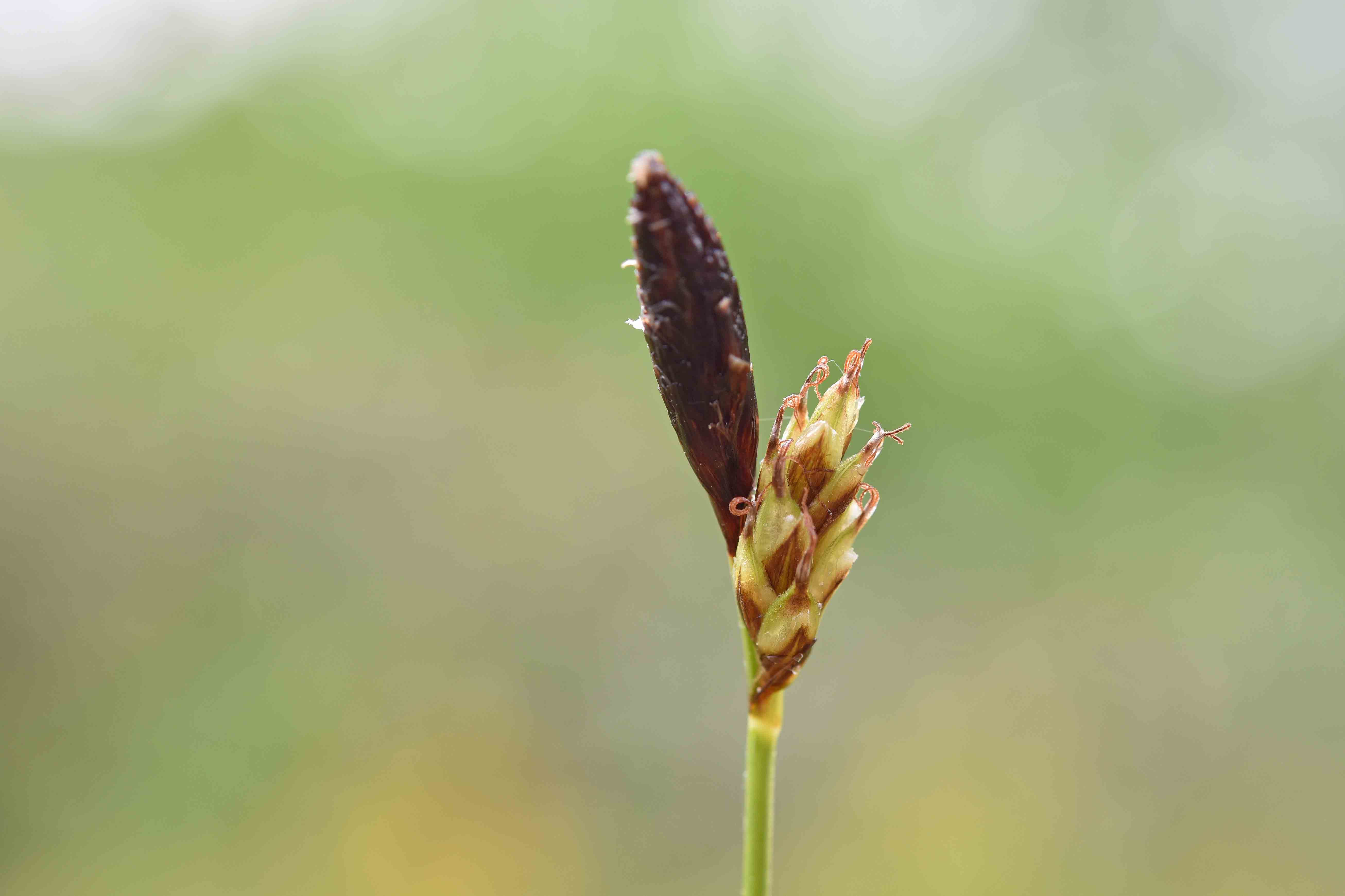 altra Carex