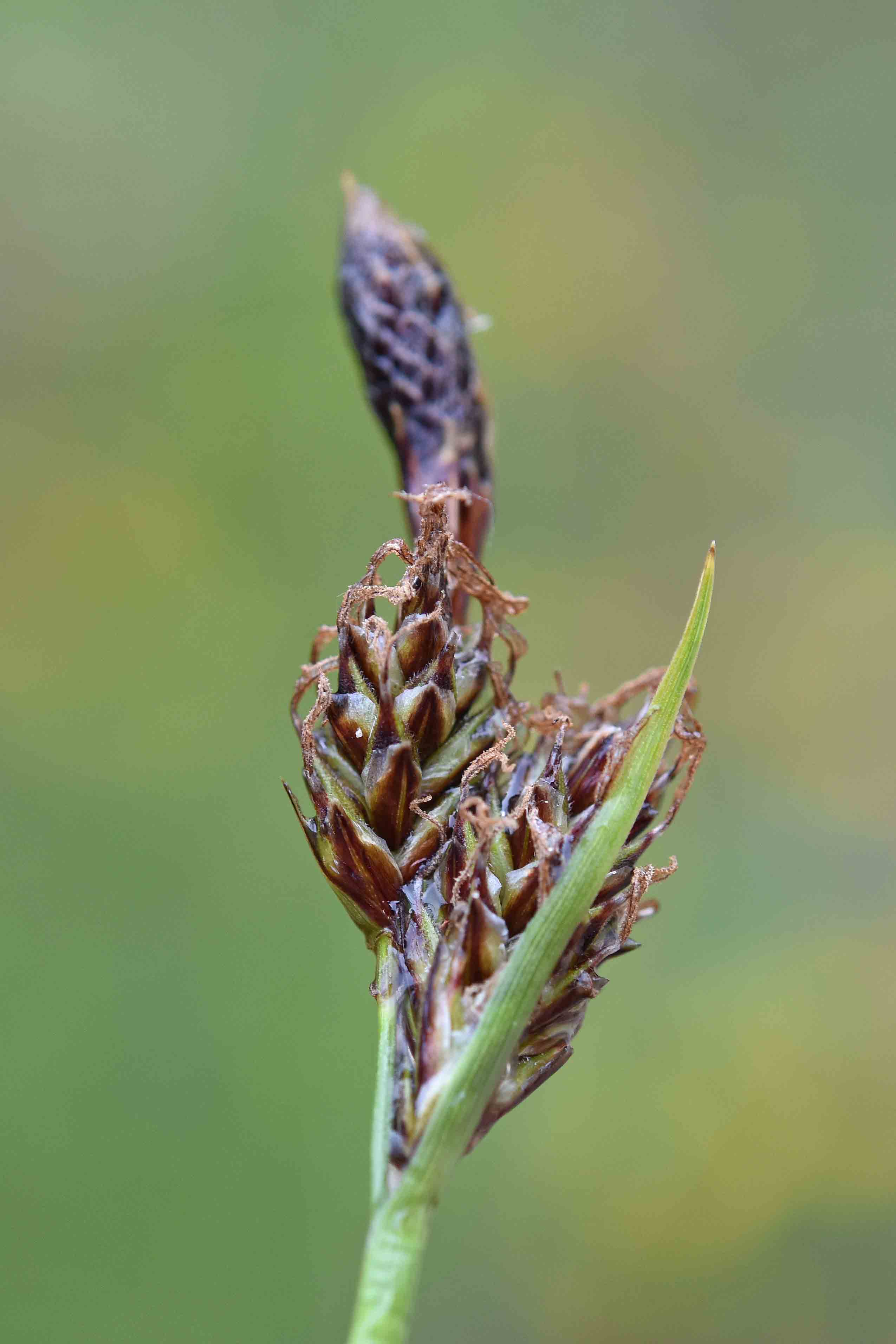 altra Carex
