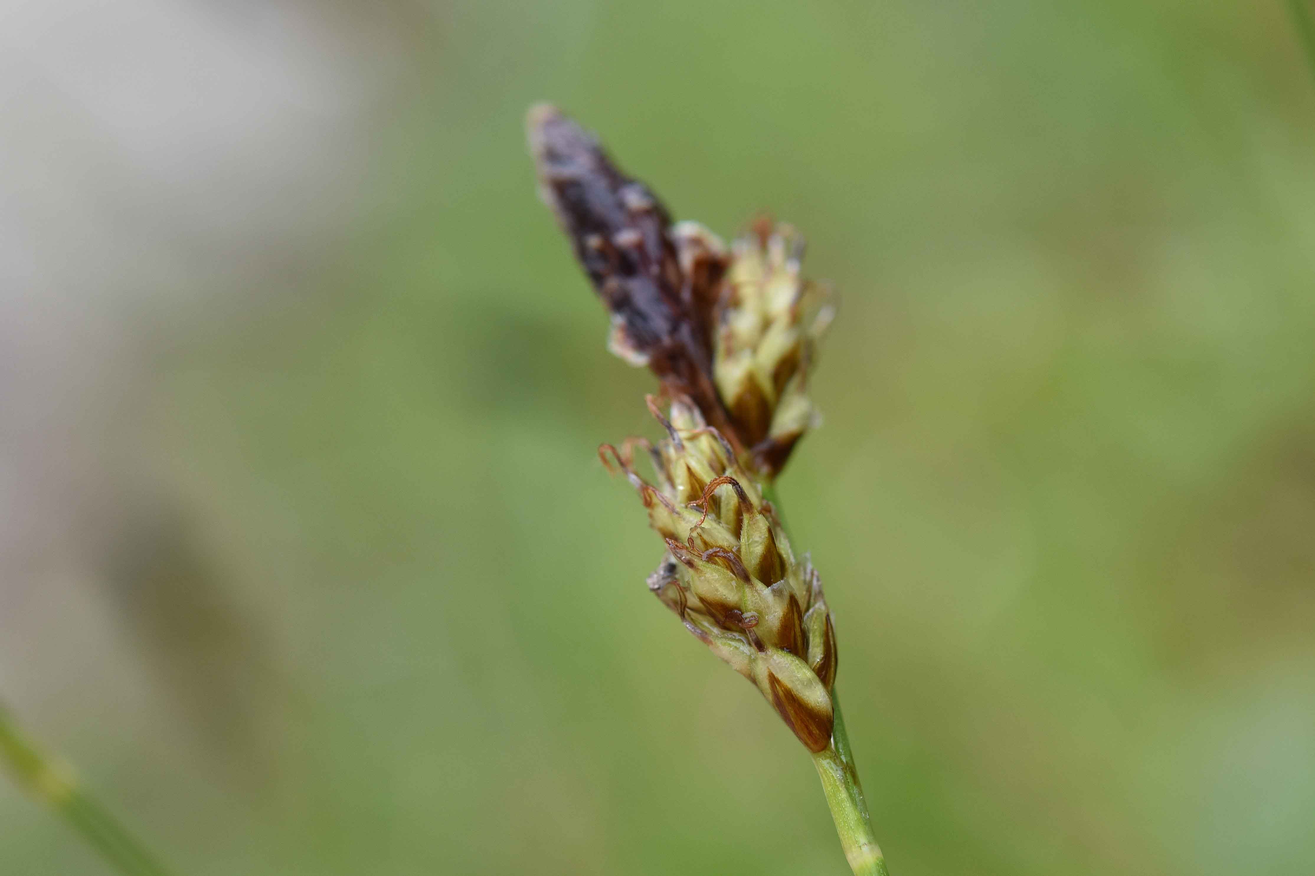 altra Carex