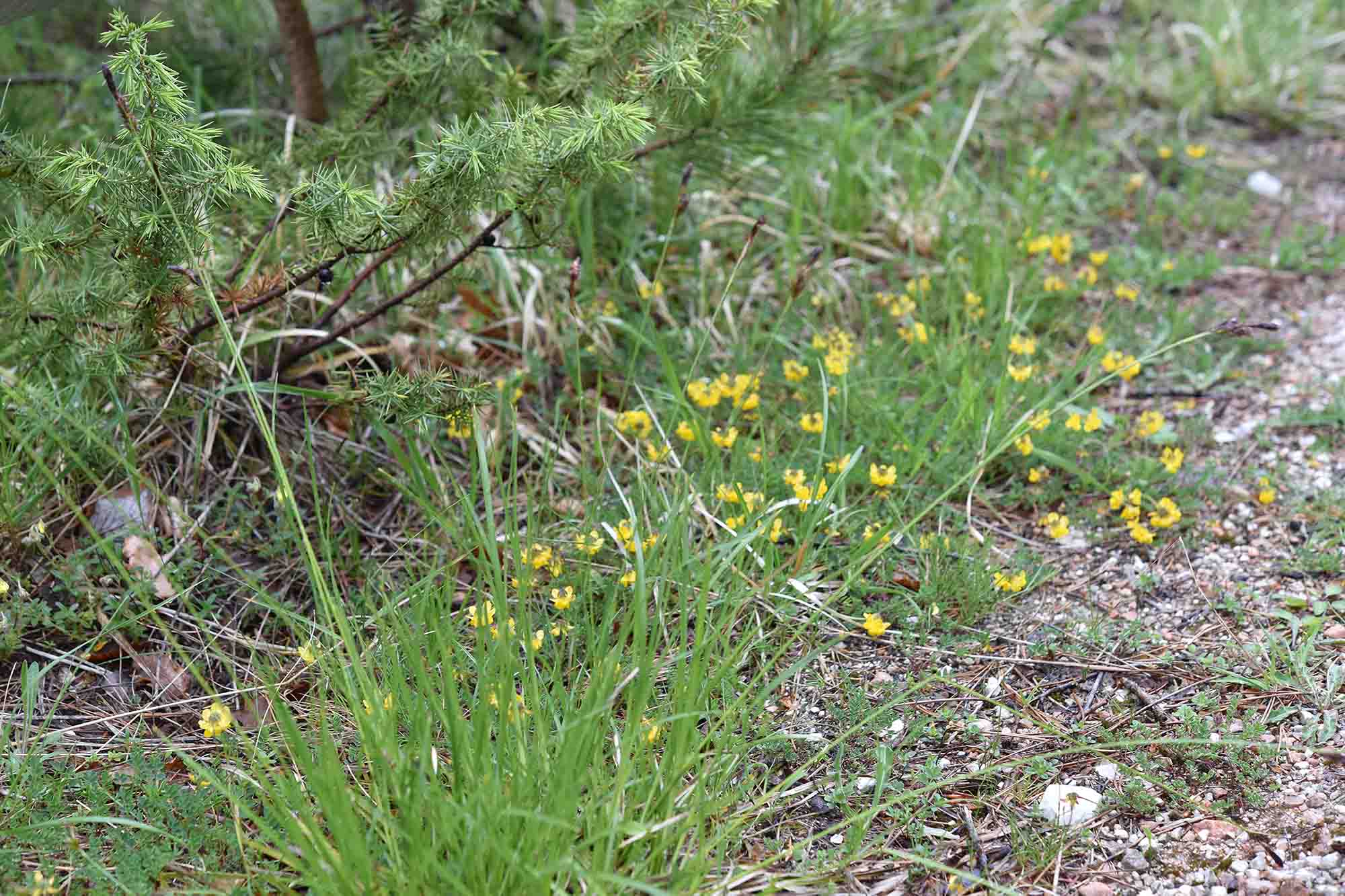 altra Carex