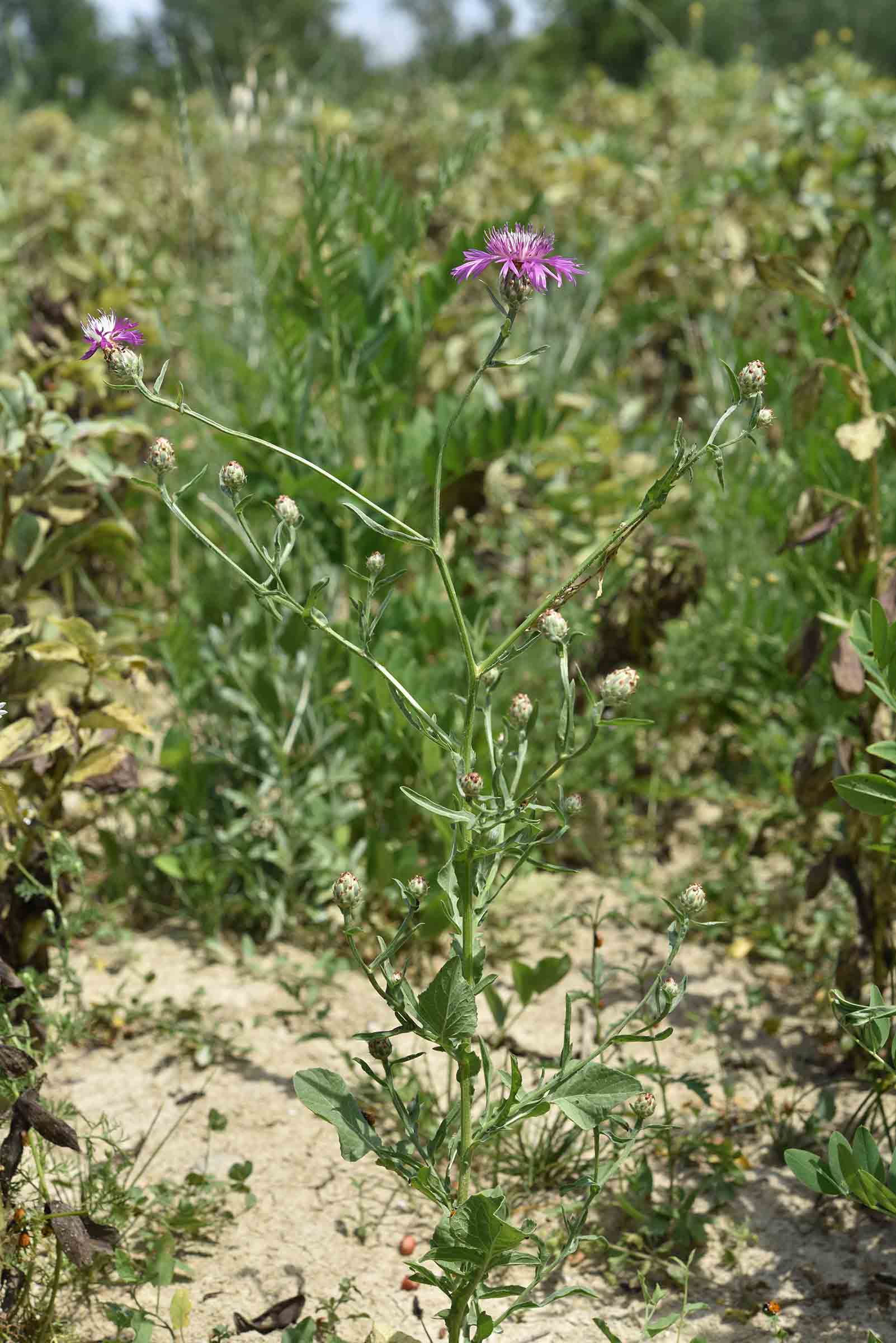 Centaurea diluta nelle Marche