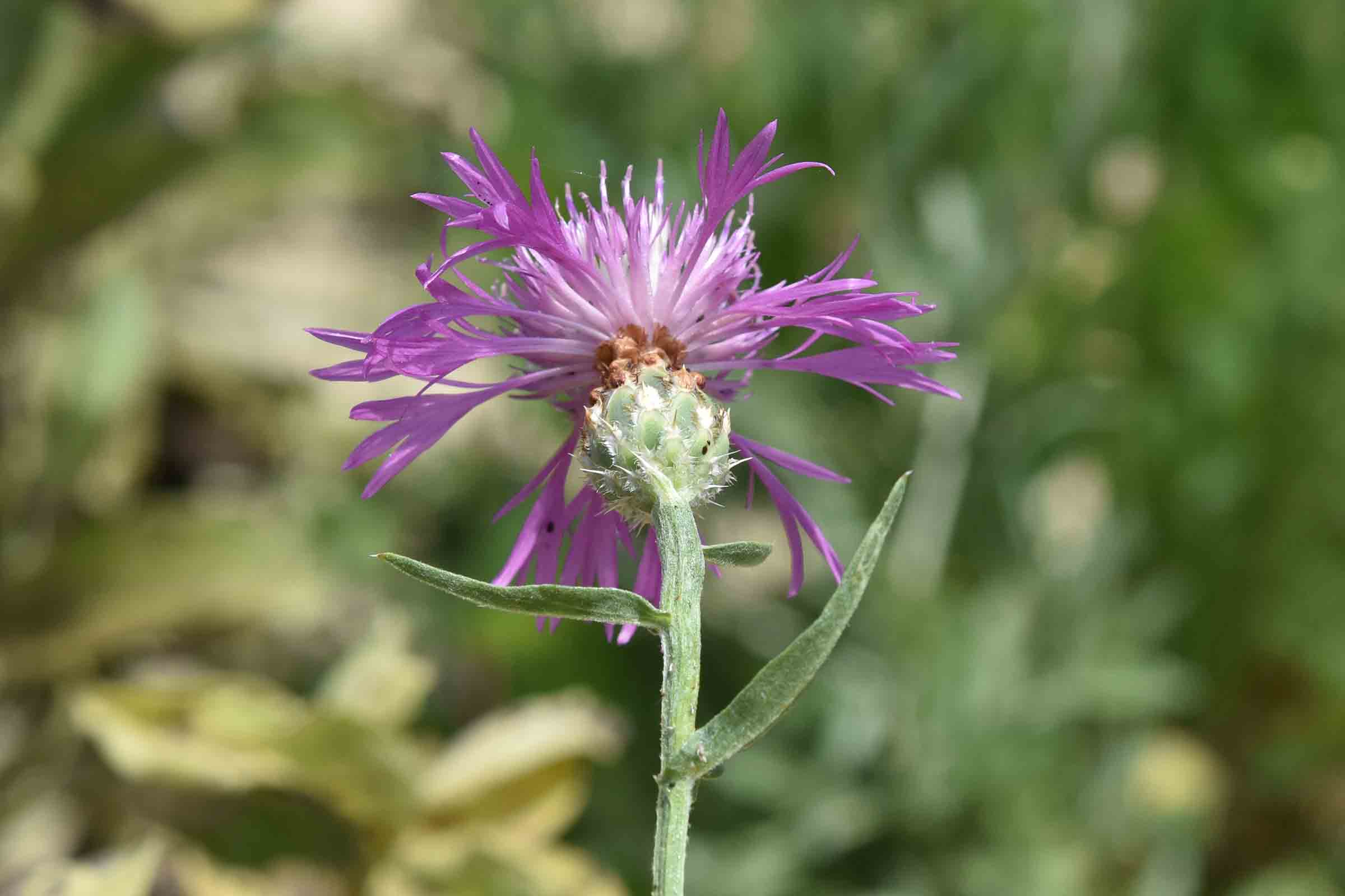 Centaurea diluta nelle Marche