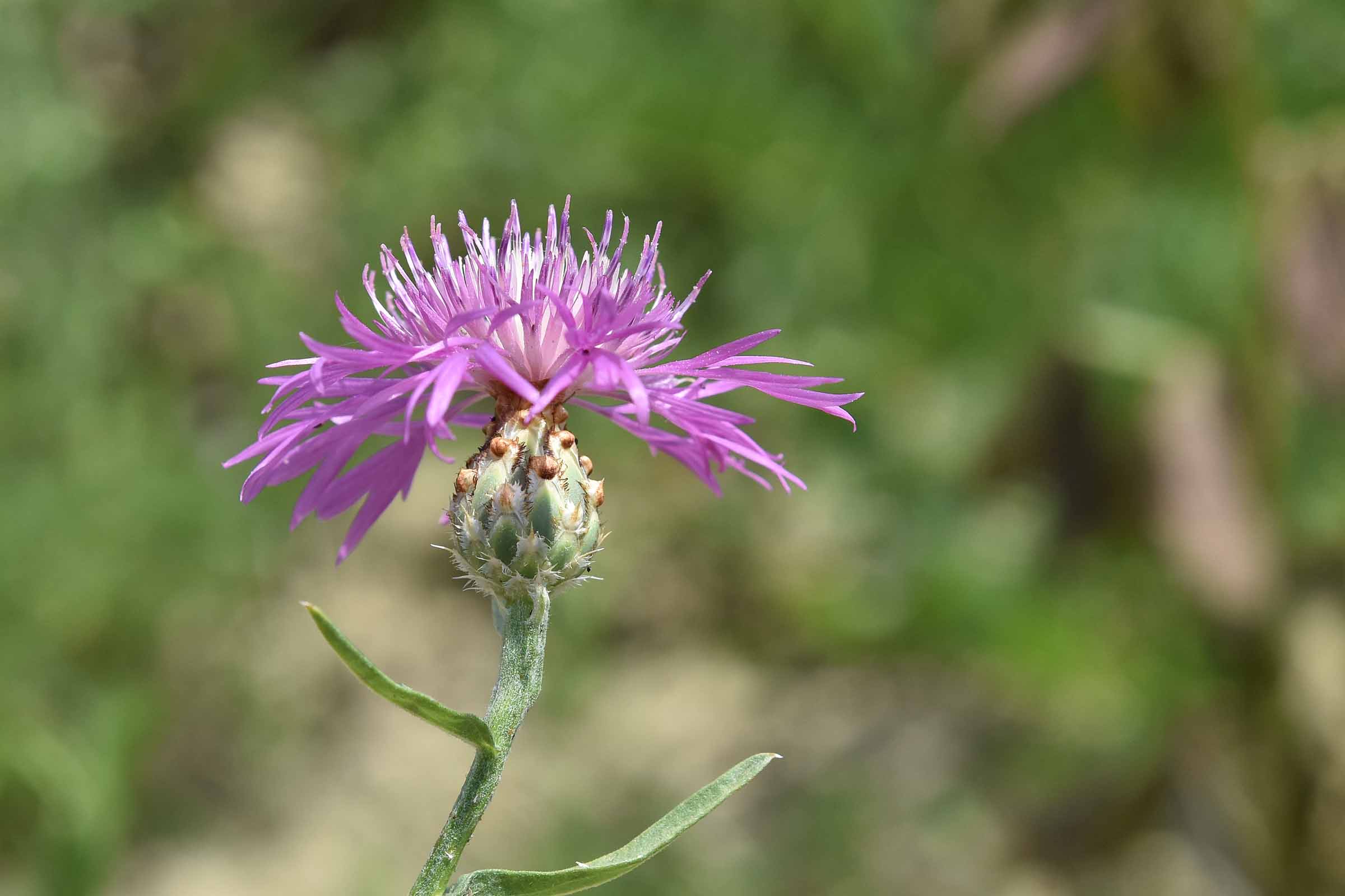 Centaurea diluta nelle Marche