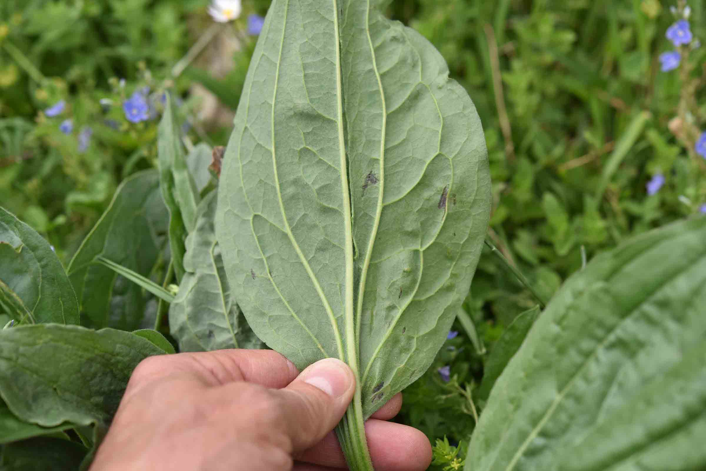 da det grandi foglie