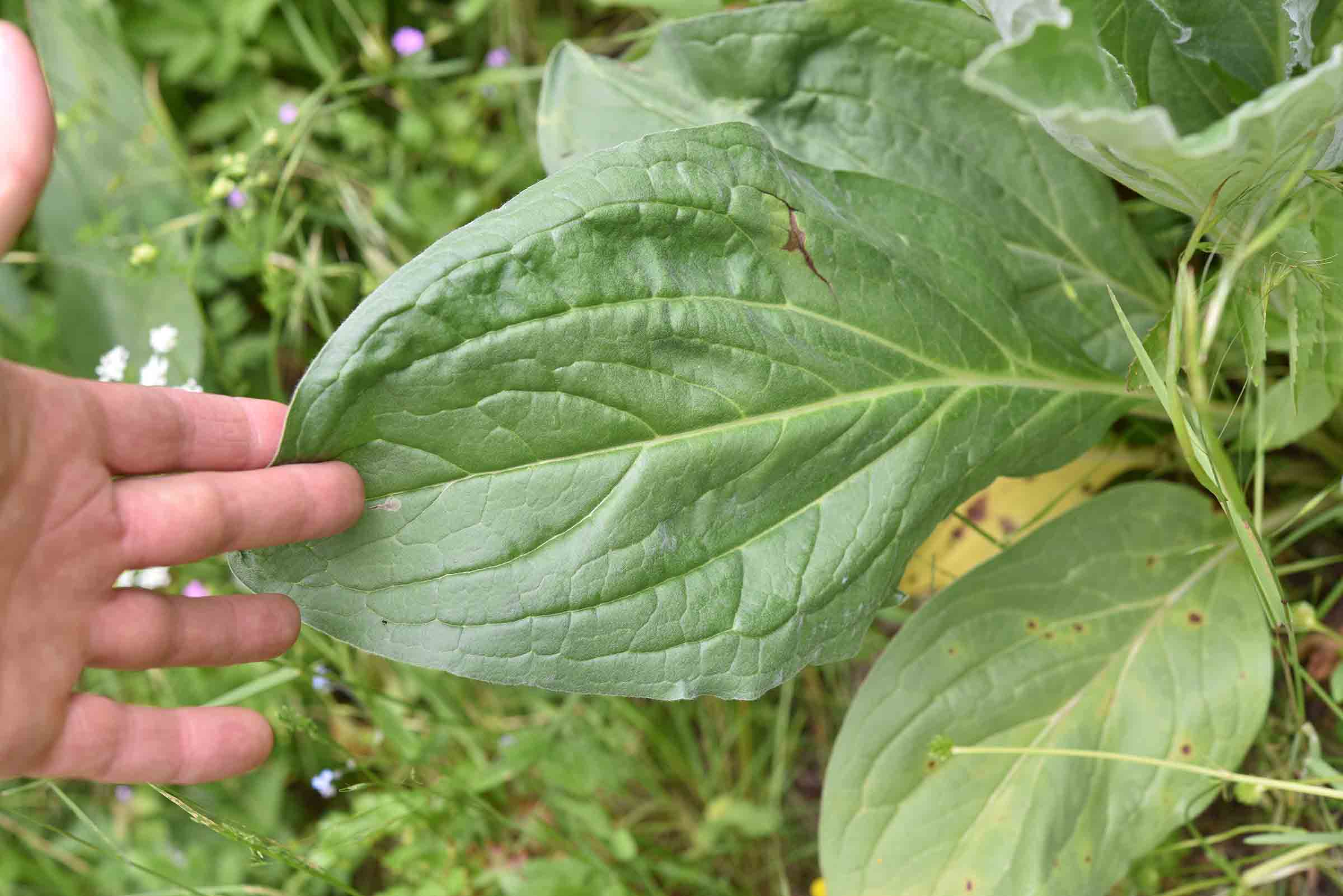 da det grandi foglie