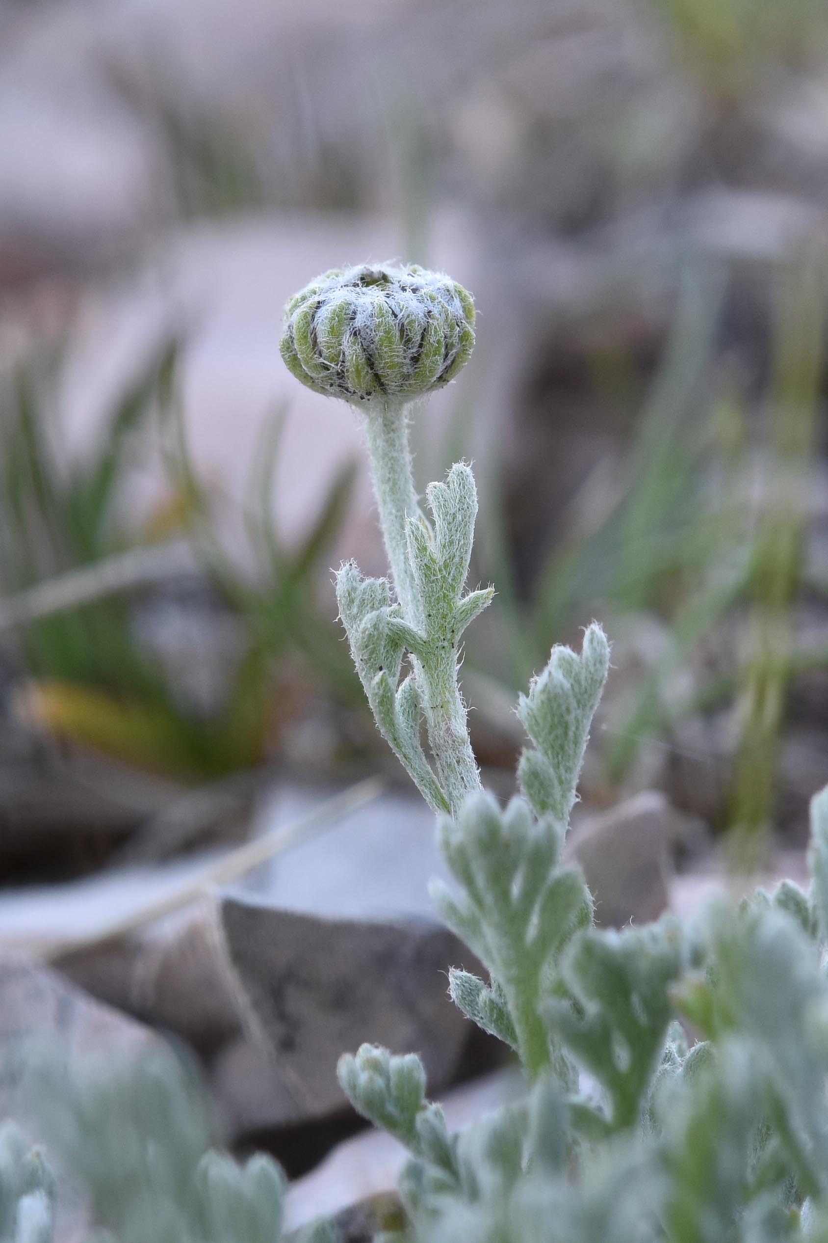 cfr. Anthemis cretica