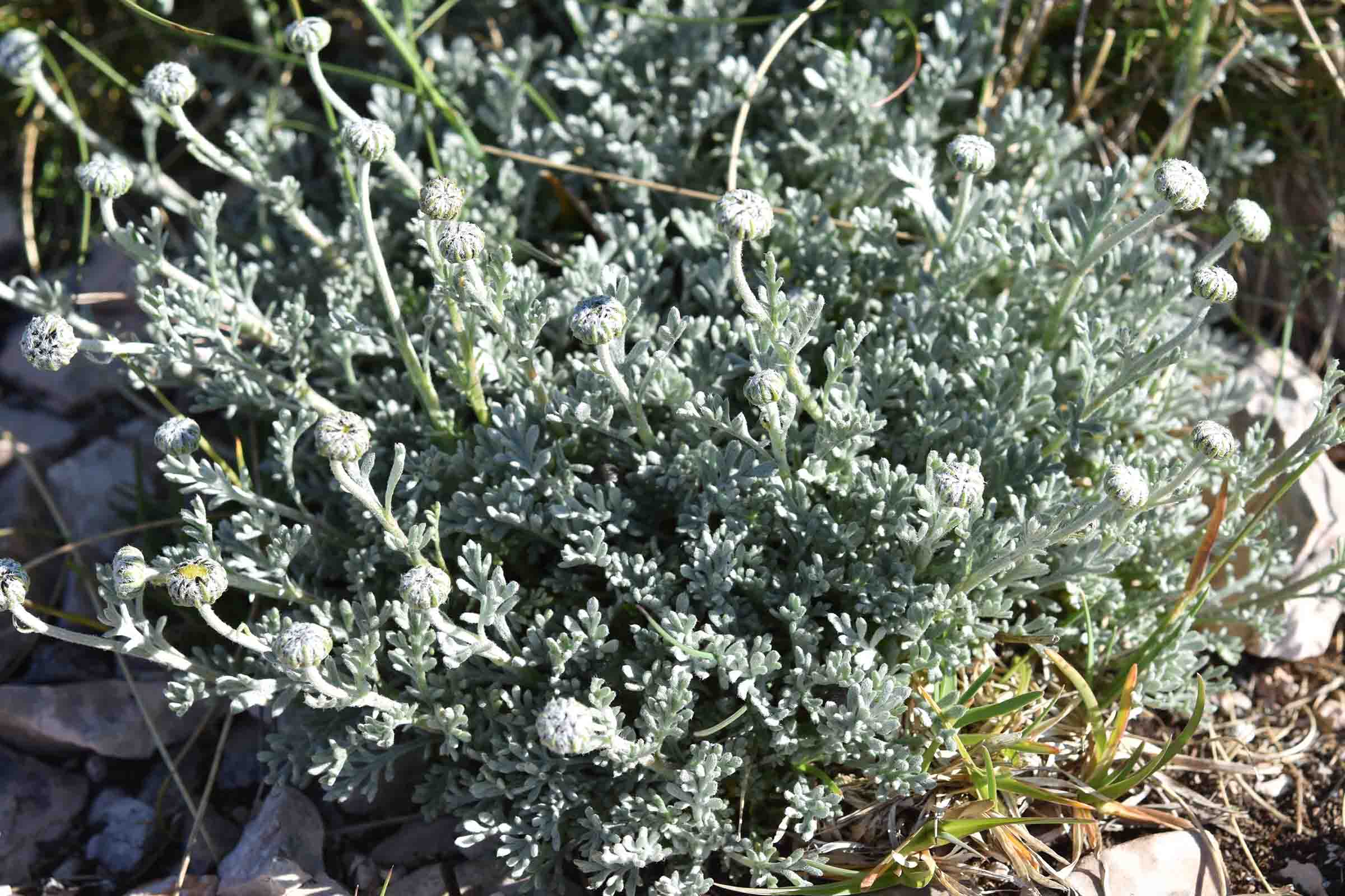 cfr. Anthemis cretica