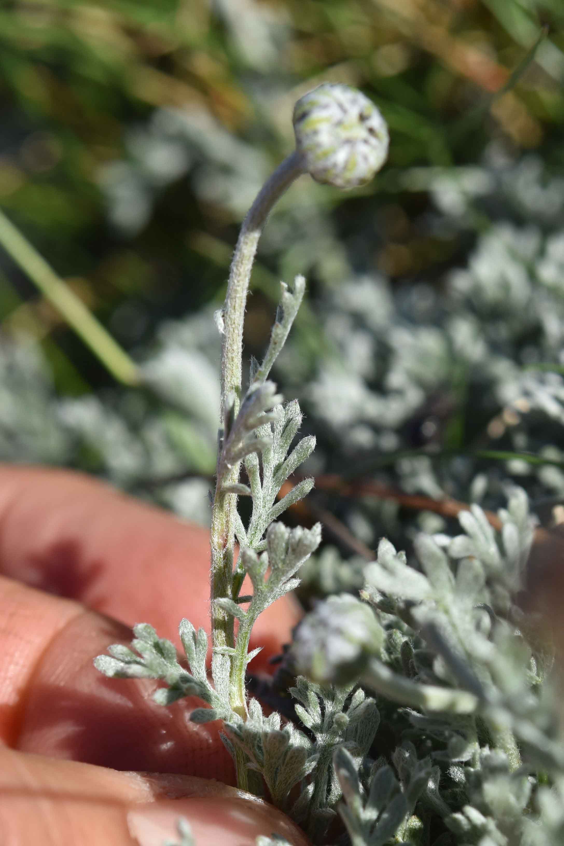 cfr. Anthemis cretica