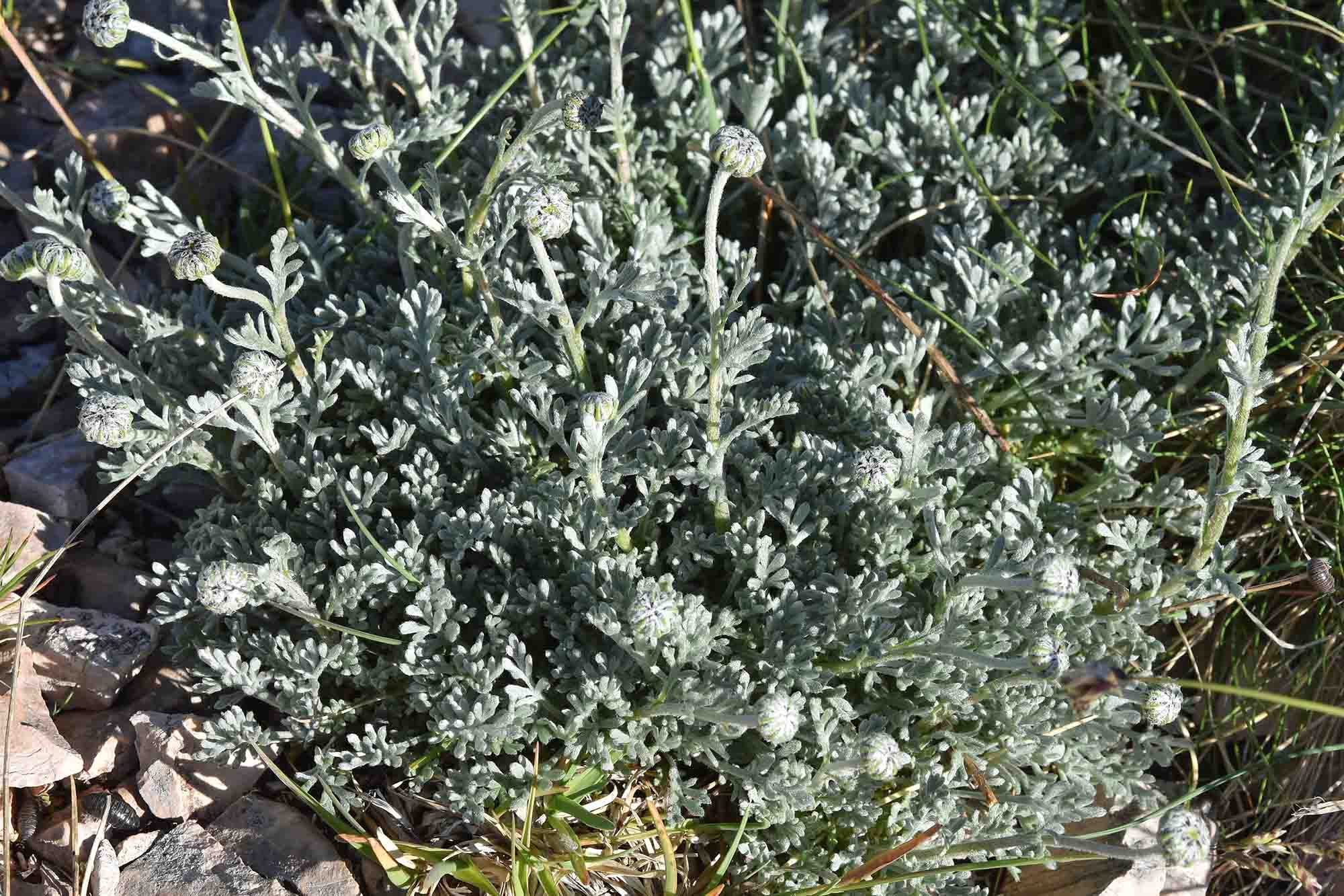 cfr. Anthemis cretica