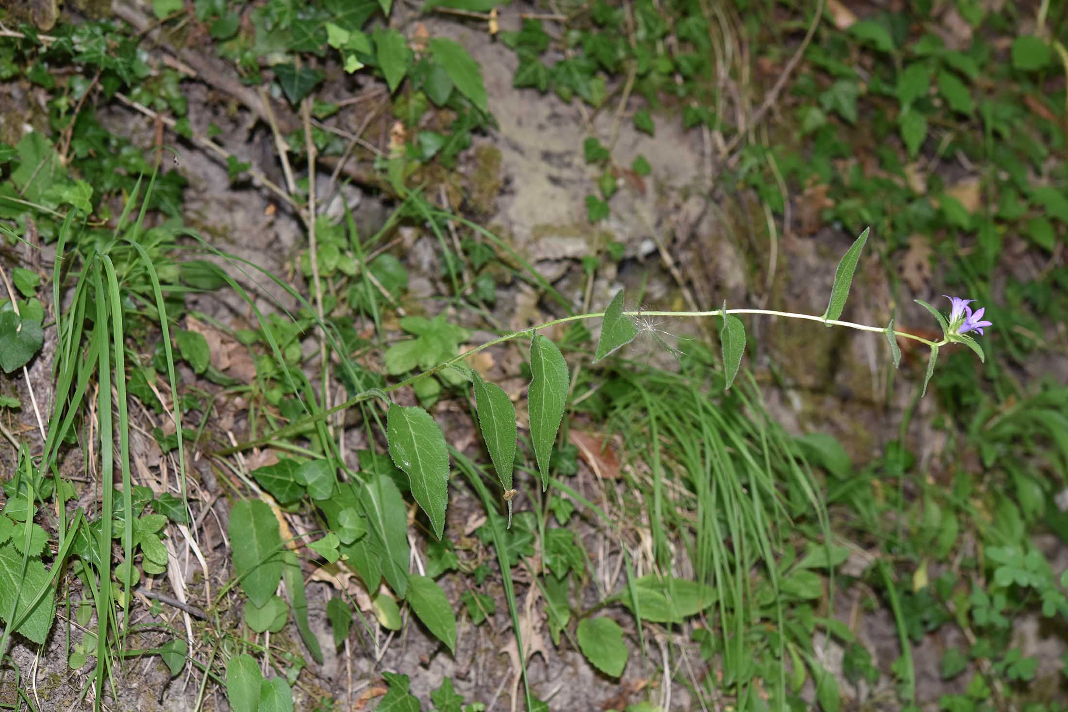 Campanula latifolia / Campanula maggiore