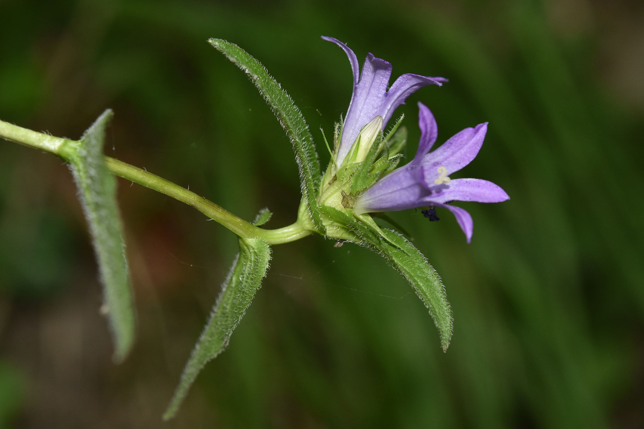 Campanula latifolia / Campanula maggiore