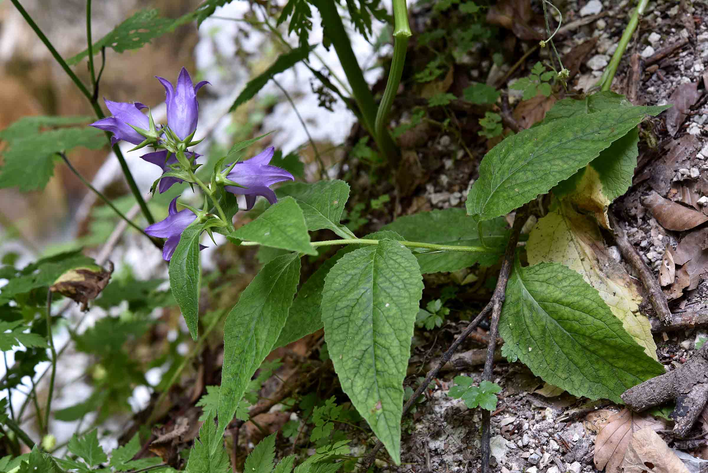 Campanula latifolia / Campanula maggiore