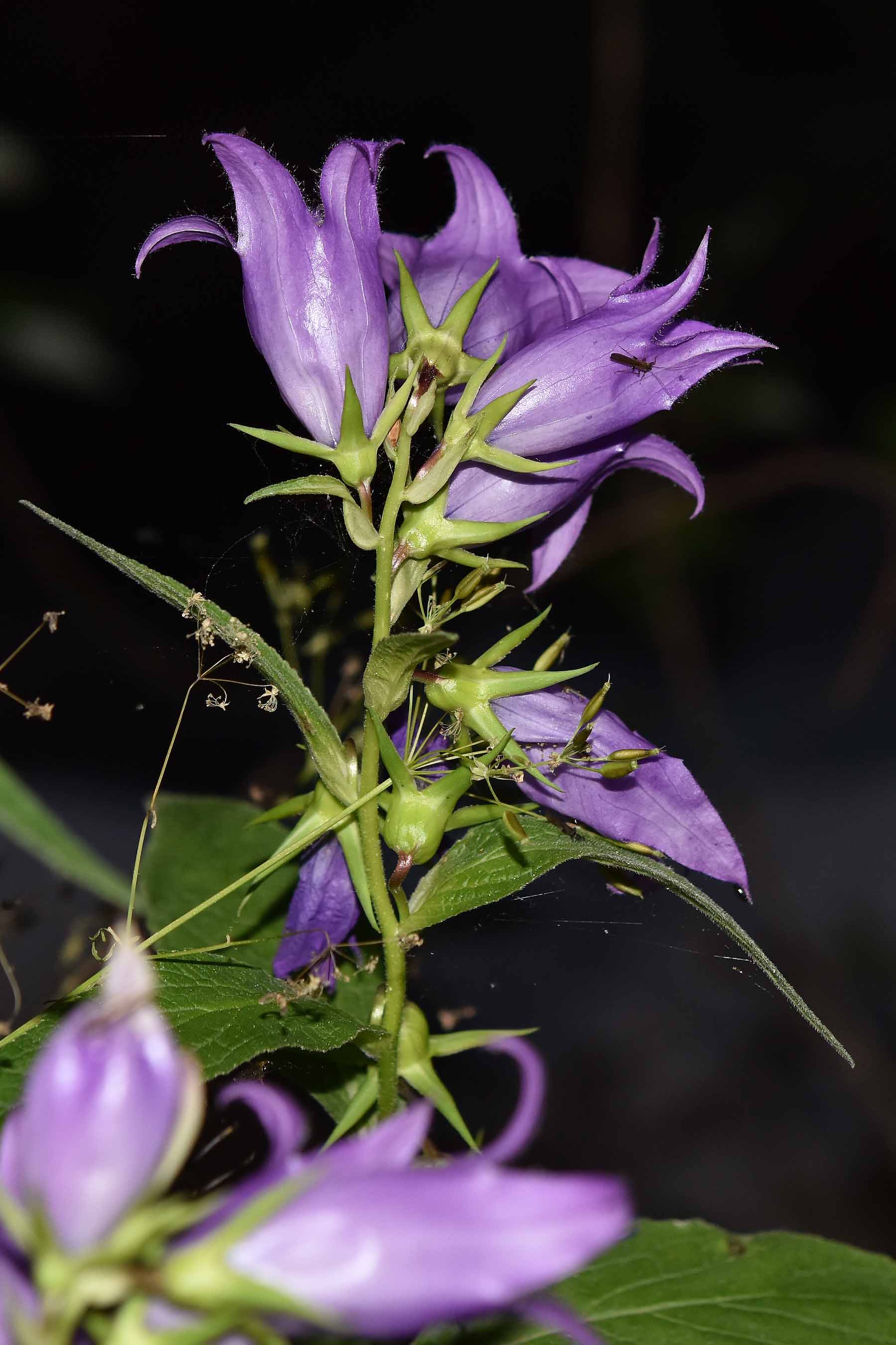 Campanula latifolia / Campanula maggiore