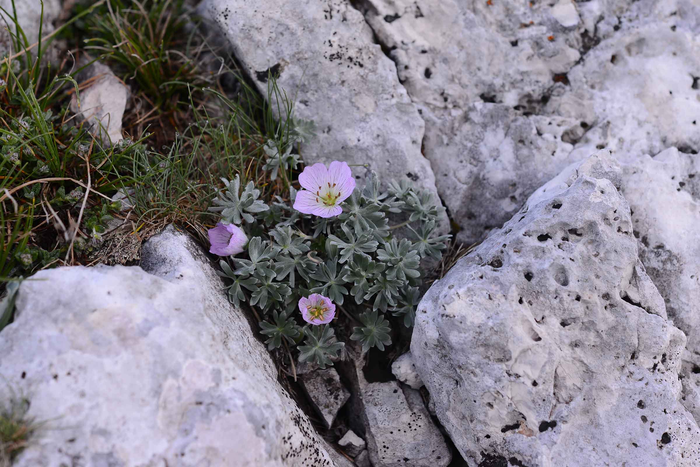 Geranium argenteum L.