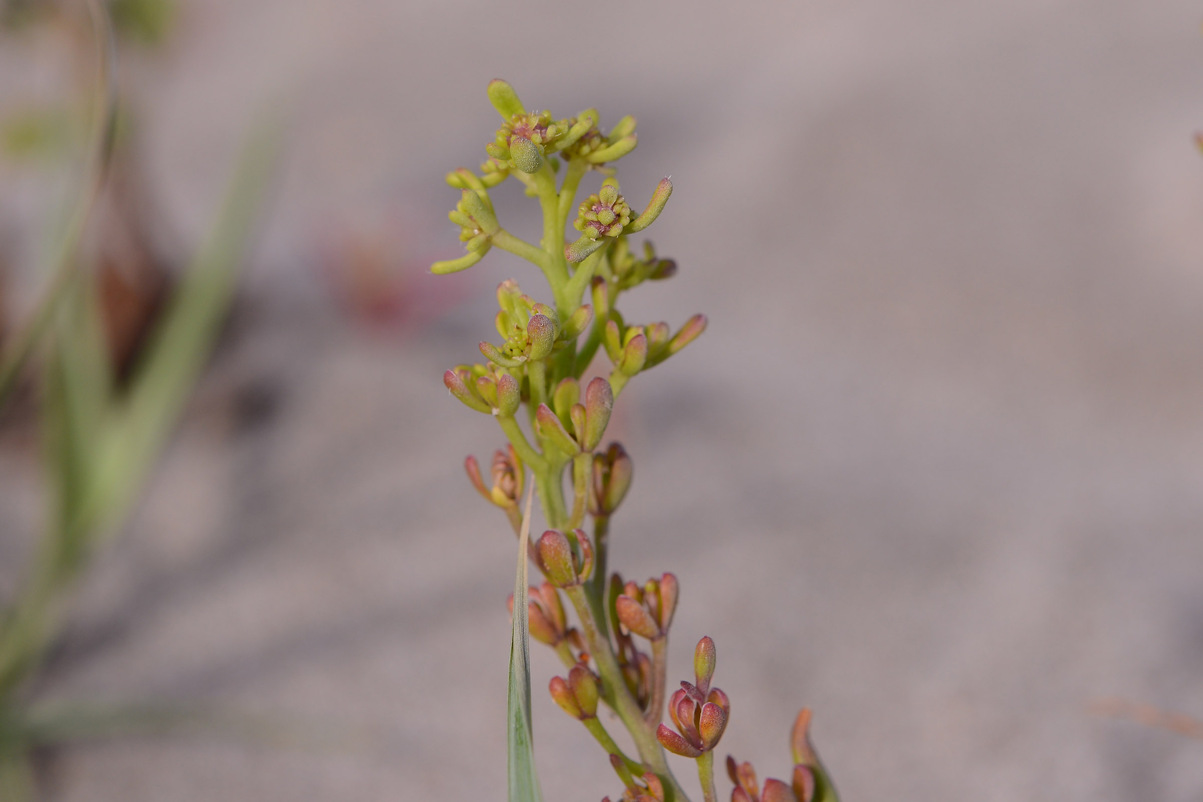 Cakile maritima (Brassicaceae)