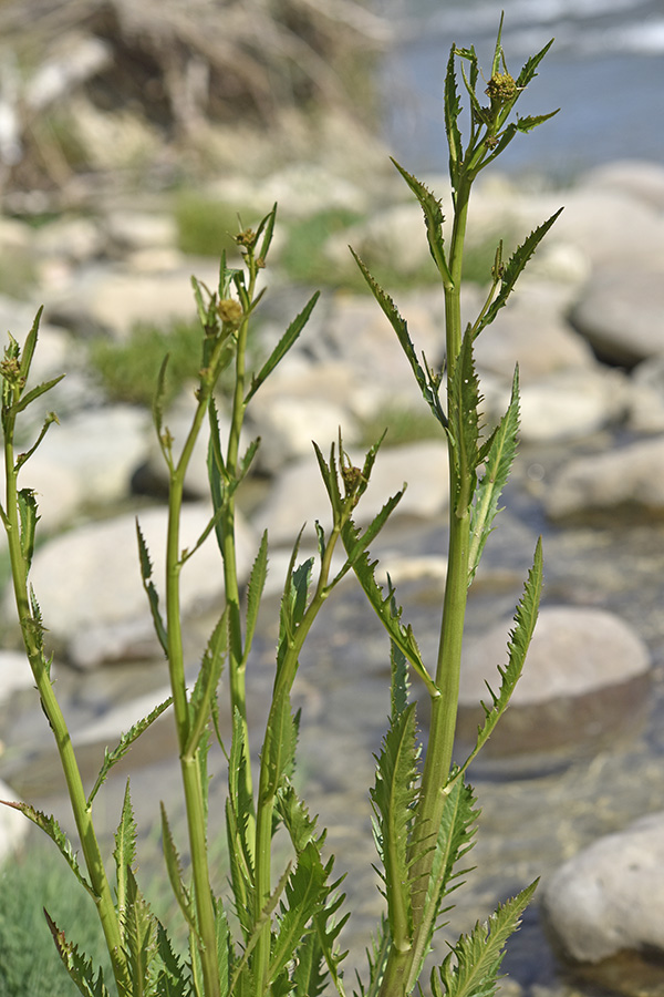 Rorippa amphibia / Crescione anfibio