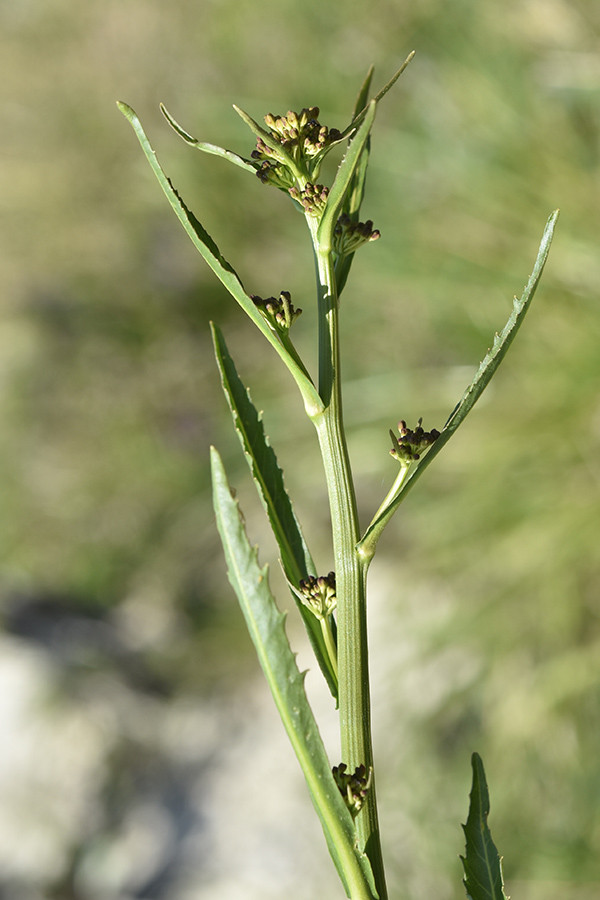 Rorippa amphibia / Crescione anfibio