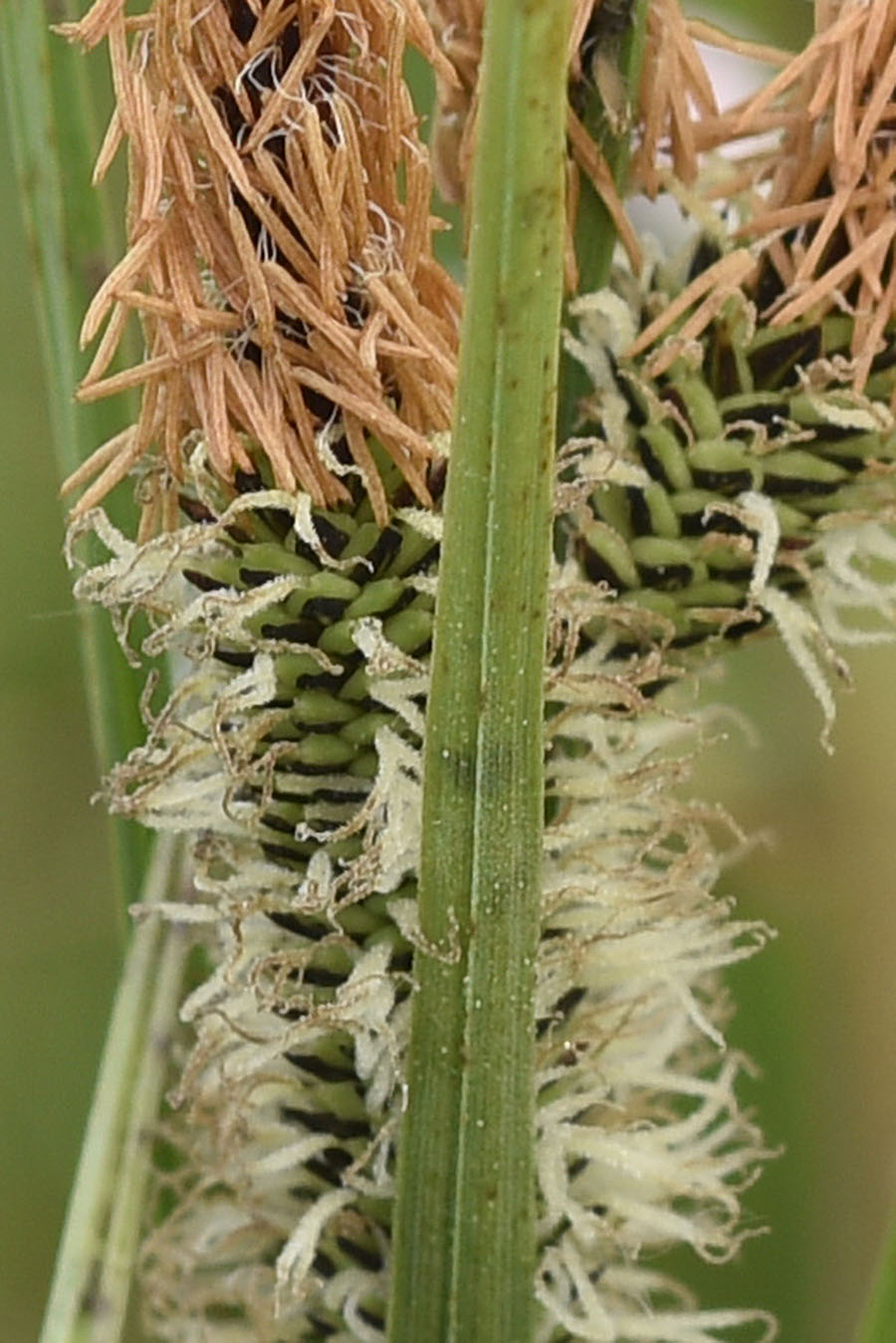 Carex da identificare