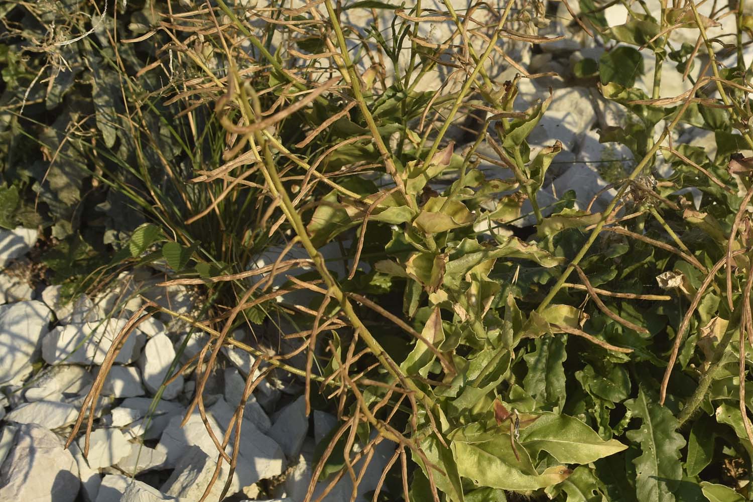 Brassica gravinae