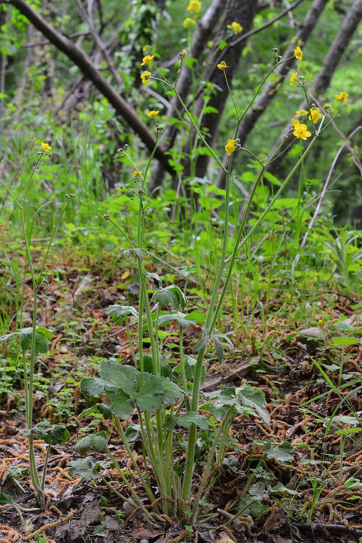 Ranunculus velutinus / Ranuncolo vellutato