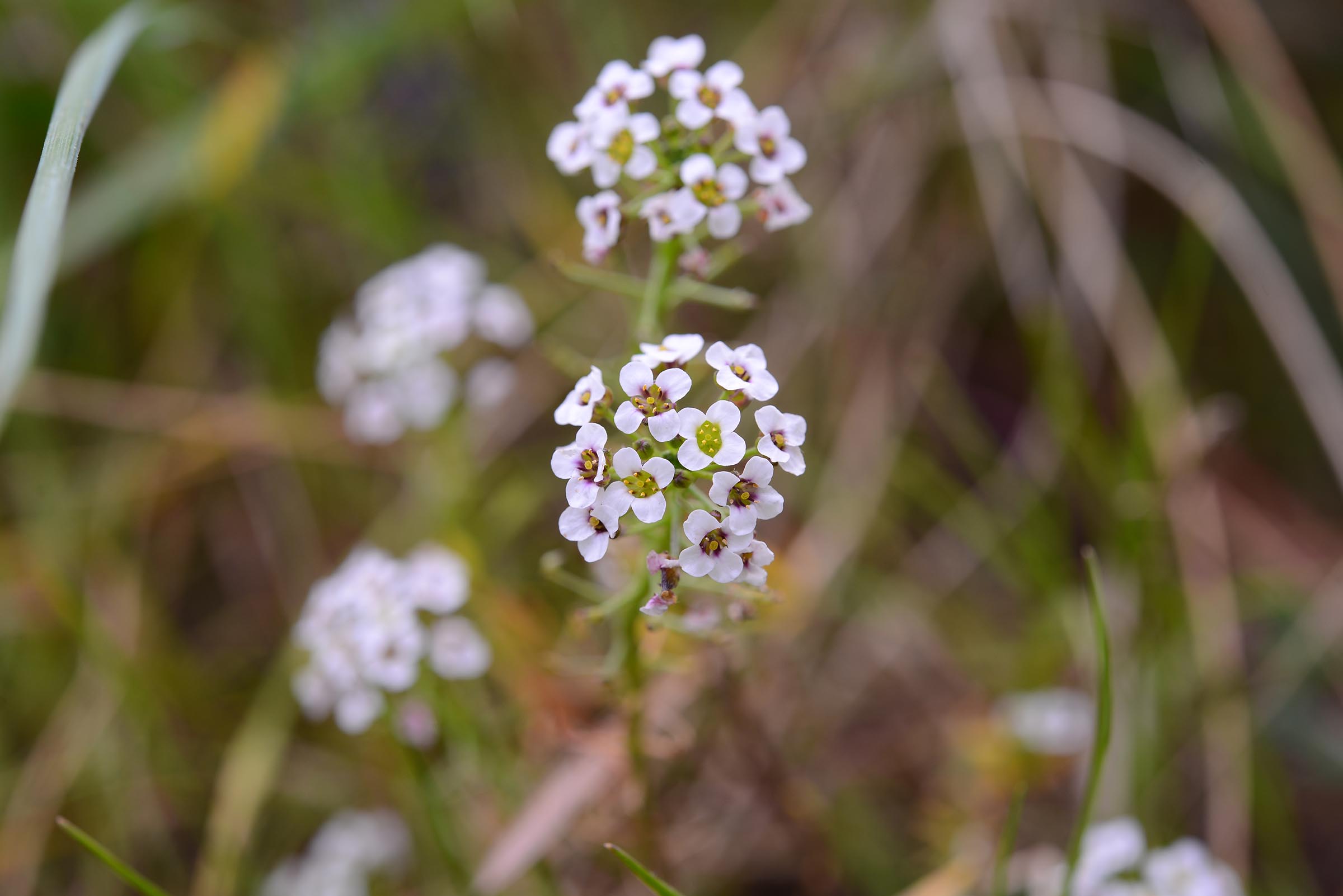 Lobularia maritima / Filigrana comune