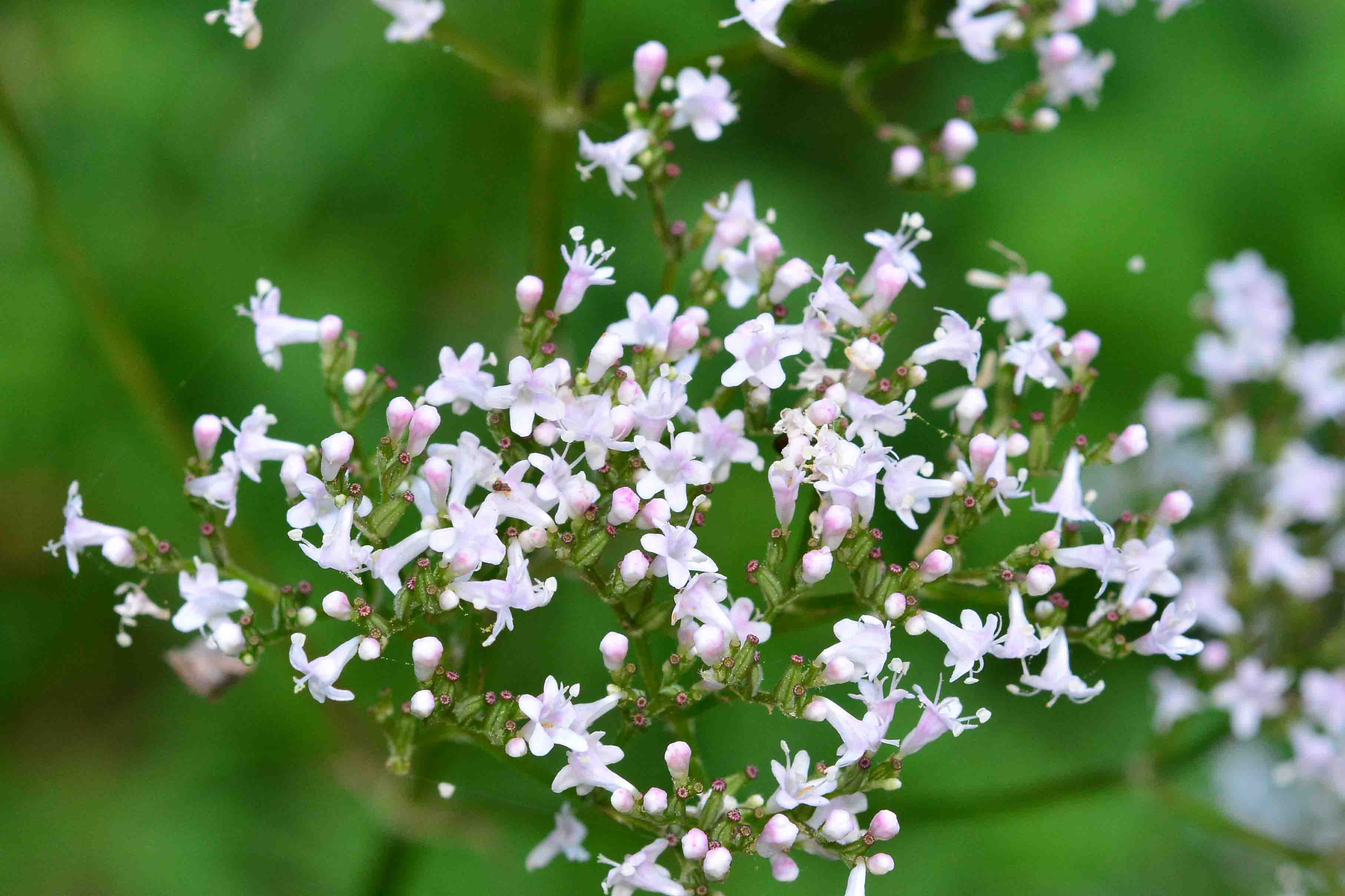 Valeriana officinalis
