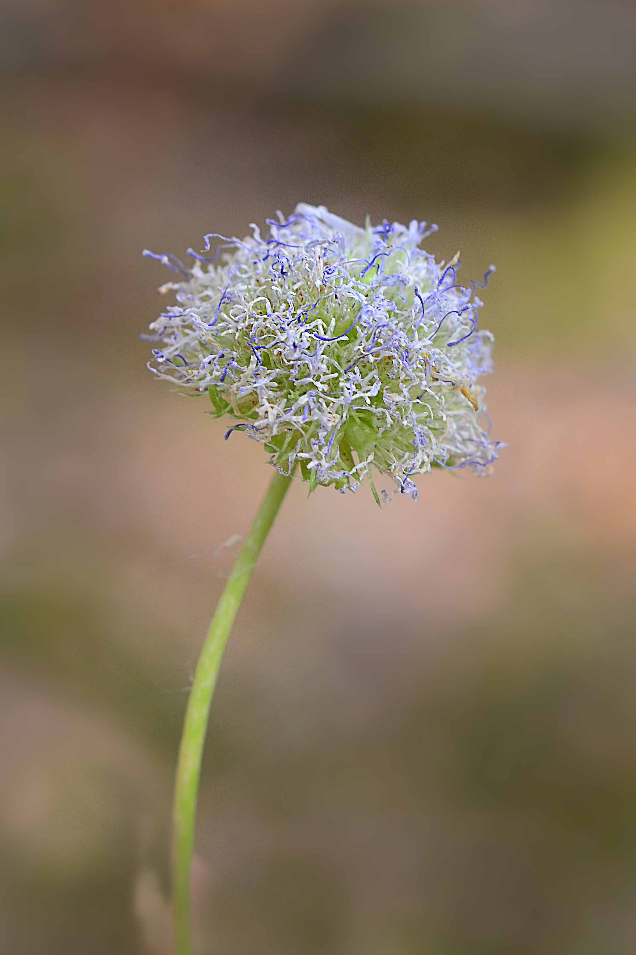 Sibillini:  Jasione montana