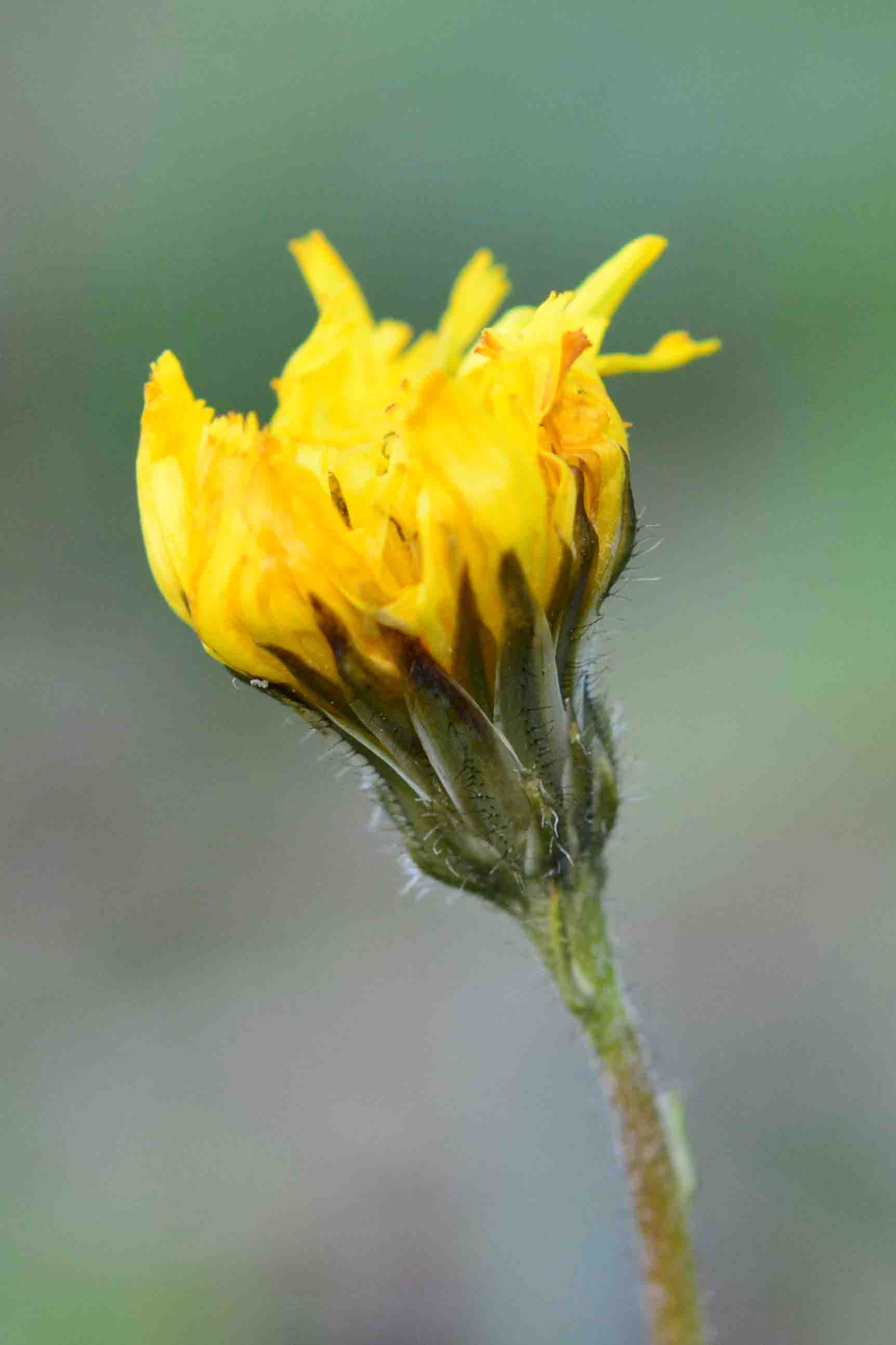 Crepis sancta / Radicchiella di Terrasanta