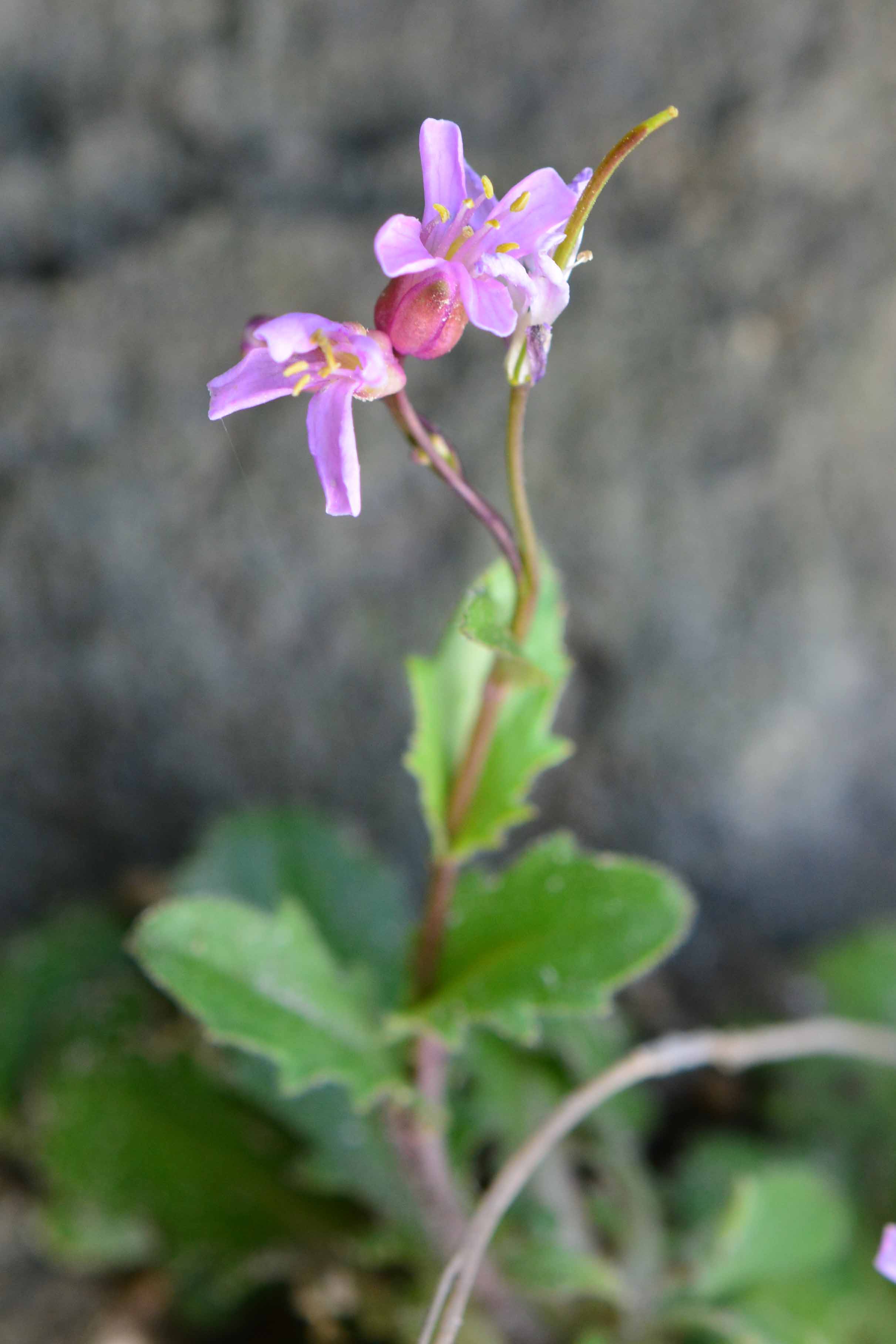 Arabis collina subsp. rosea / Arabetta rosea