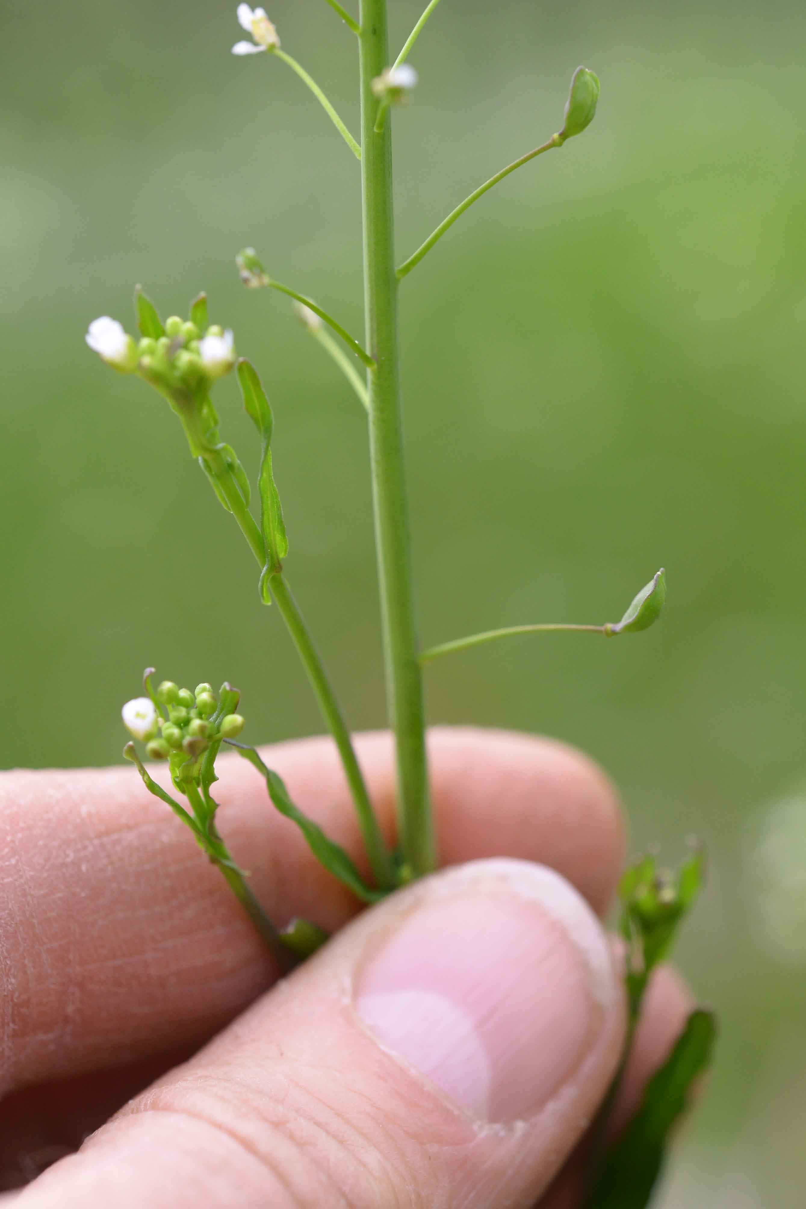 Mummenhoffia alliacea (= Thlaspi alliaceum) / Erba storna alliacea - siliquette