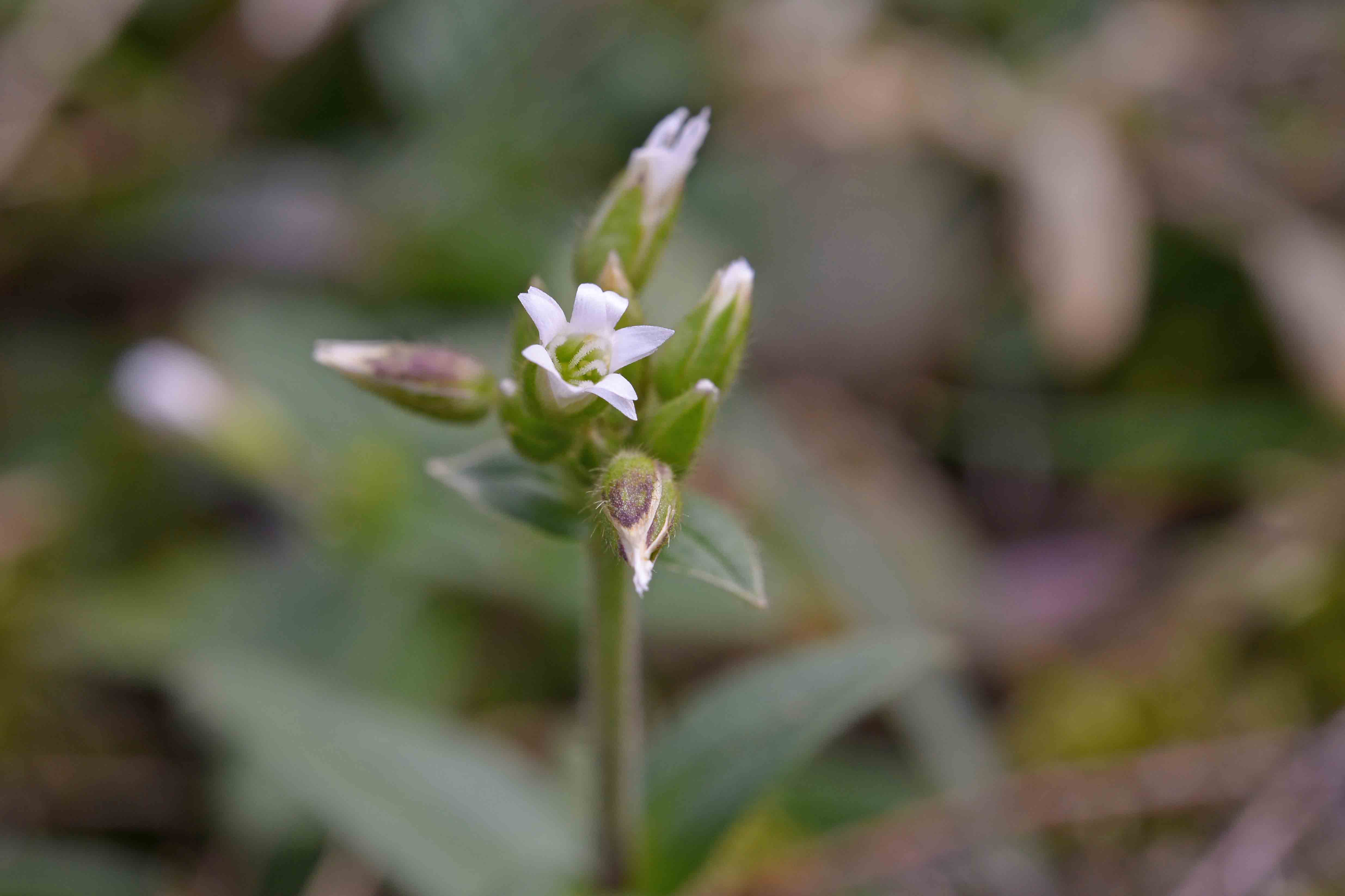 Cerastium fontanum s.l.  (Caryophyllaceae)