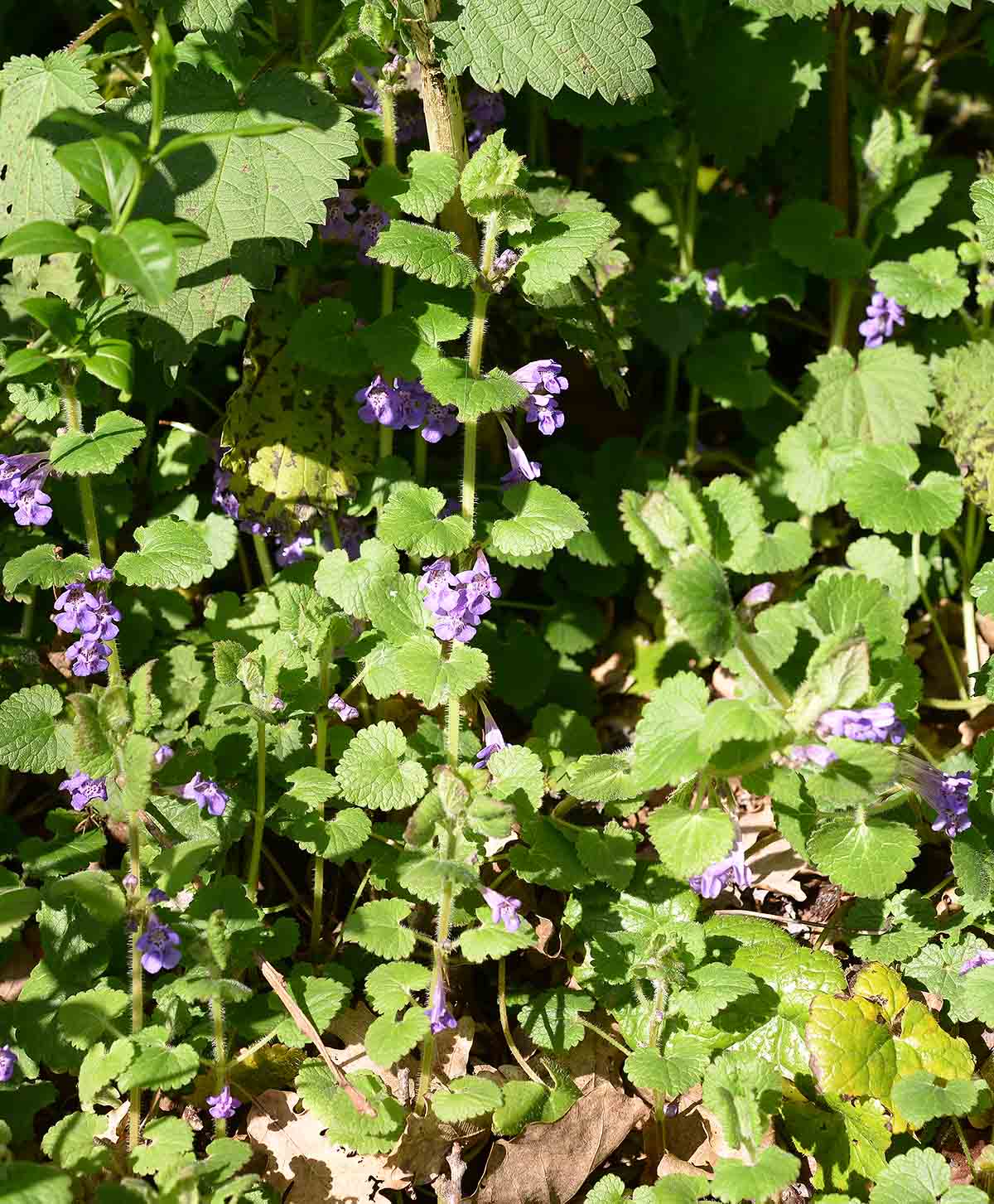 Clinopodium