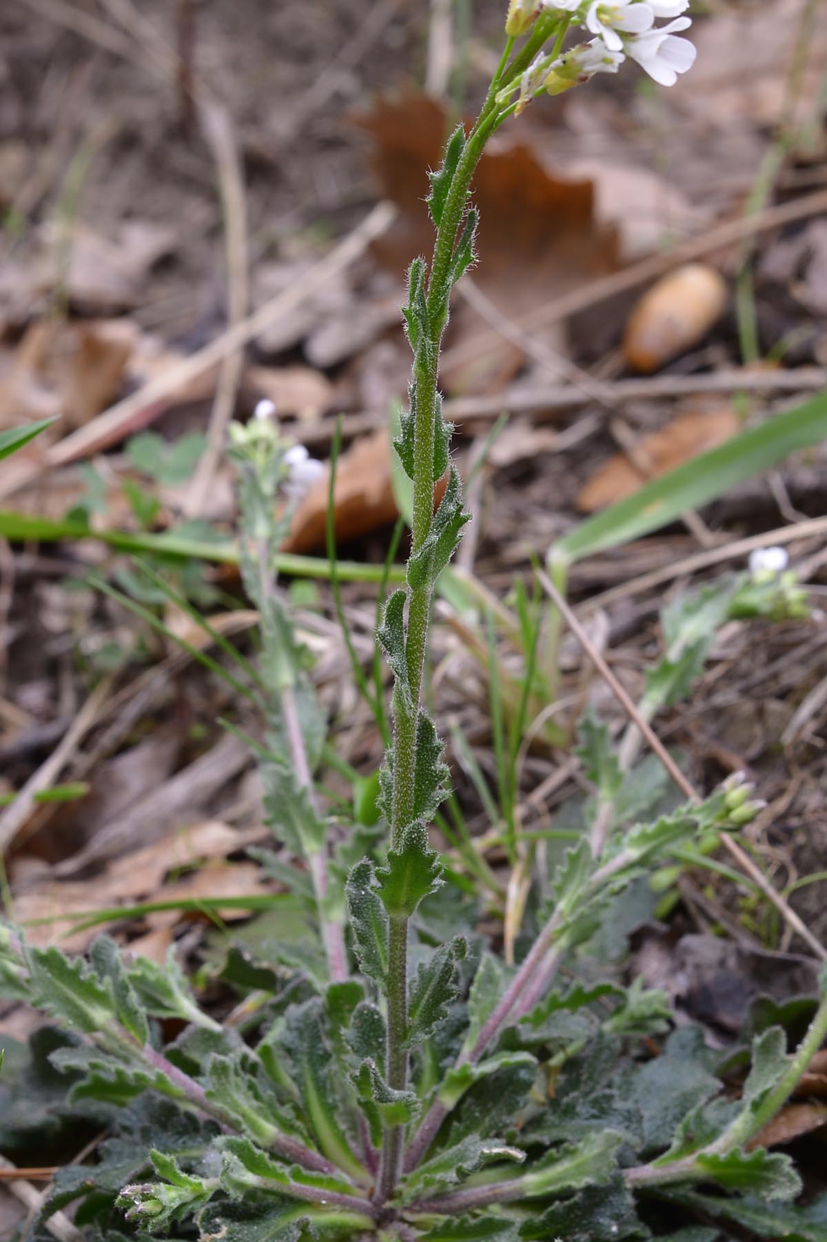 Arabis collina / Arabetta collinare