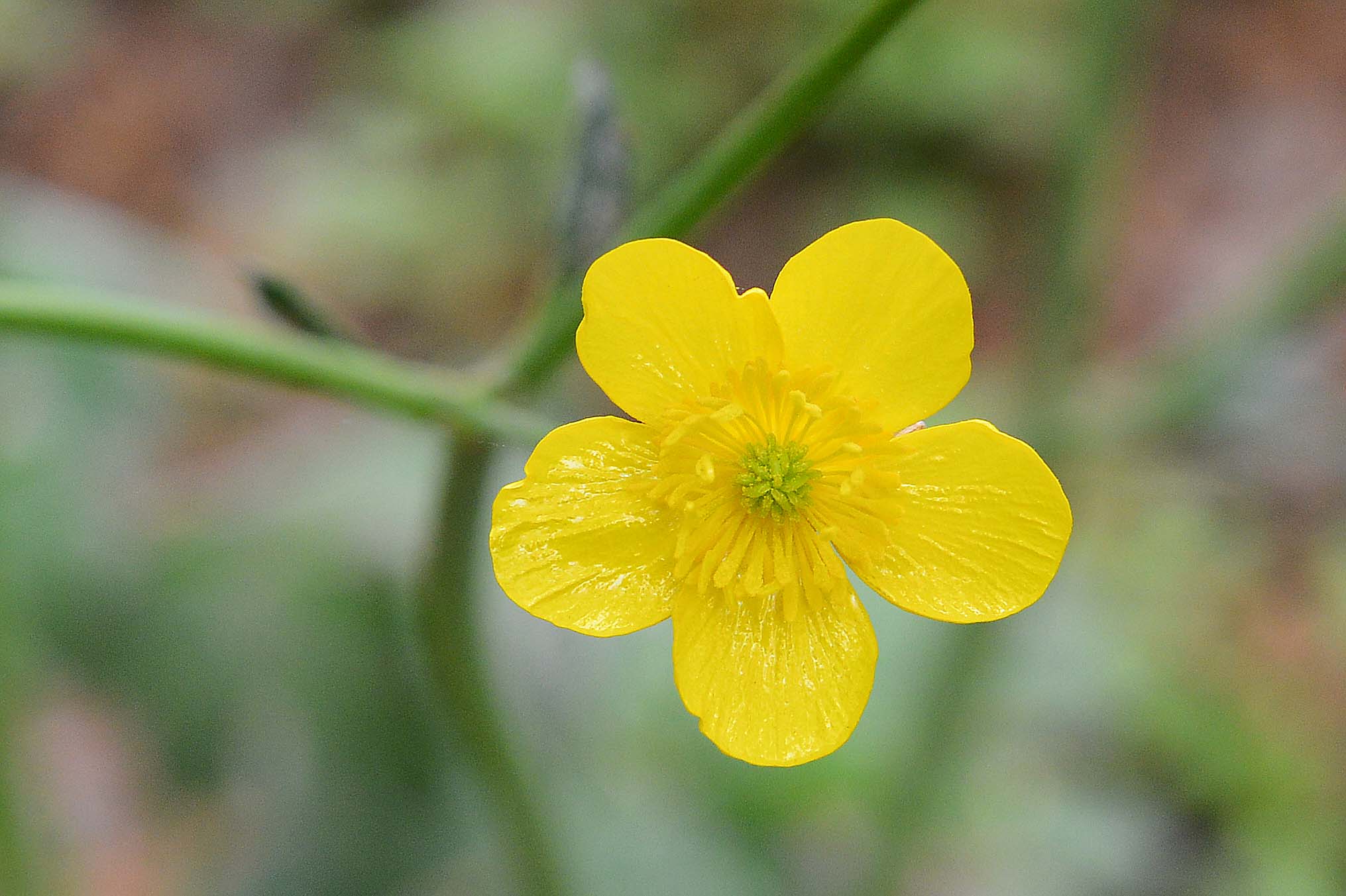 Ranunculus velutinus / Ranuncolo vellutato