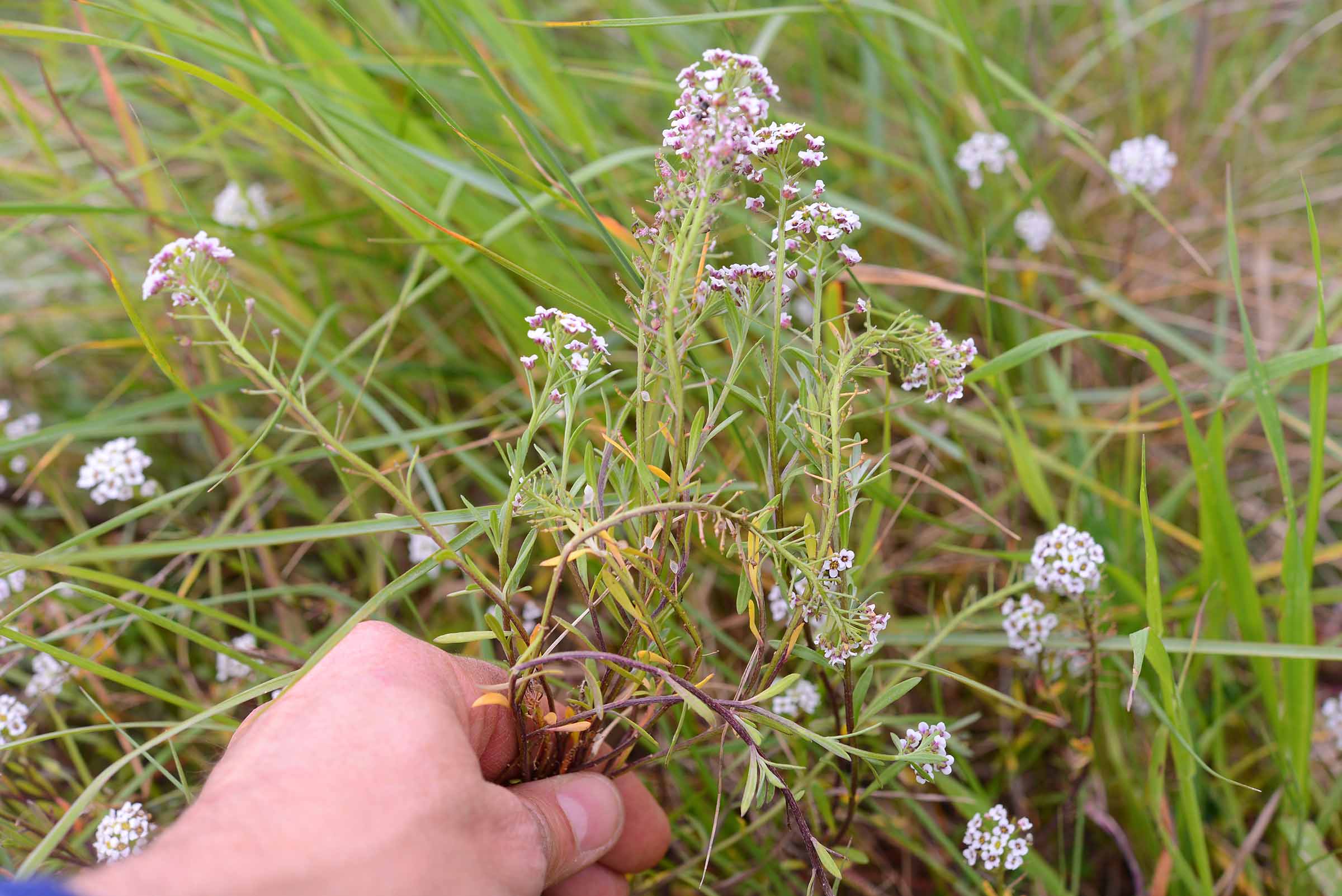 Lobularia maritima / Filigrana comune