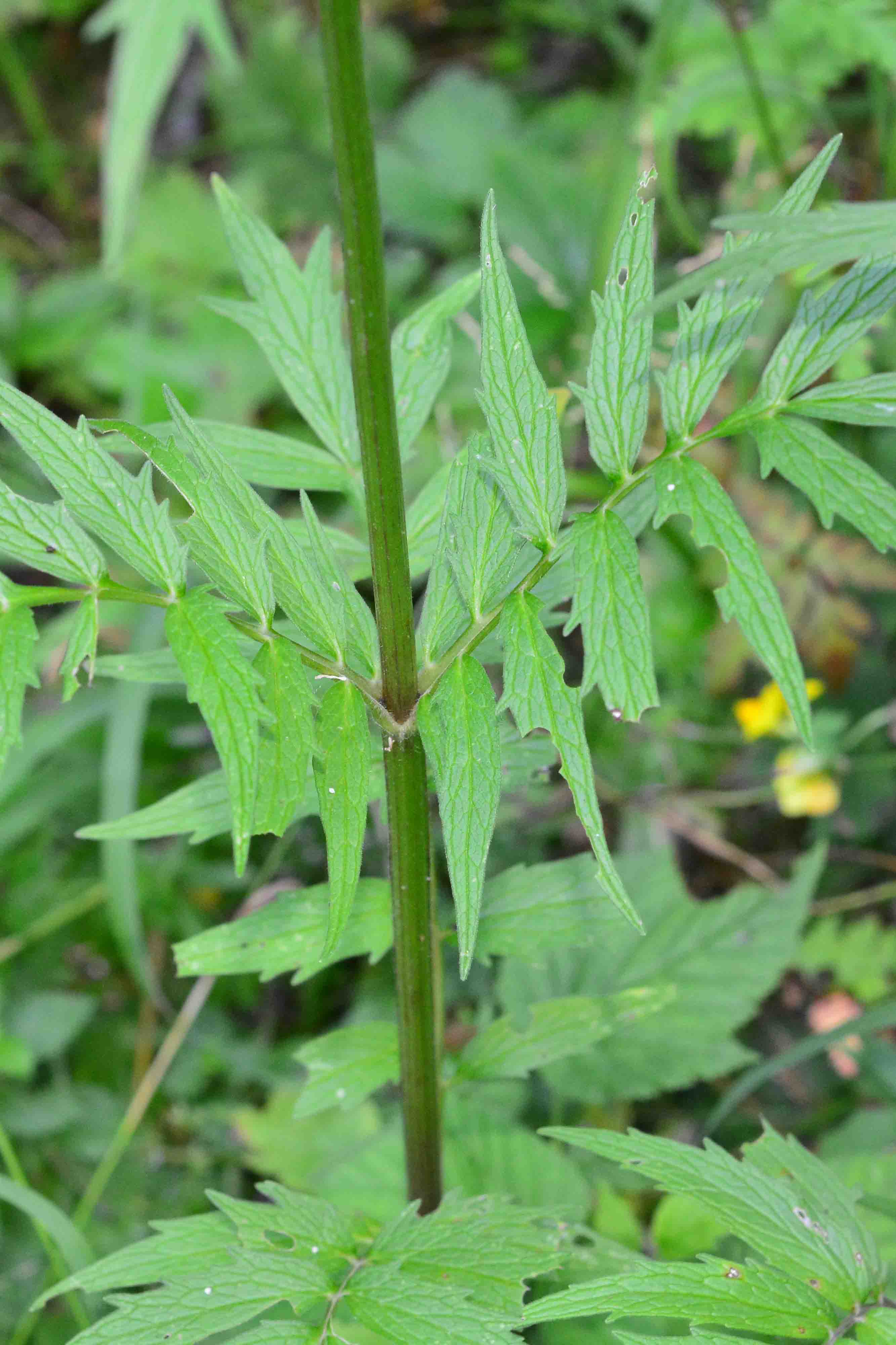 Valeriana officinalis